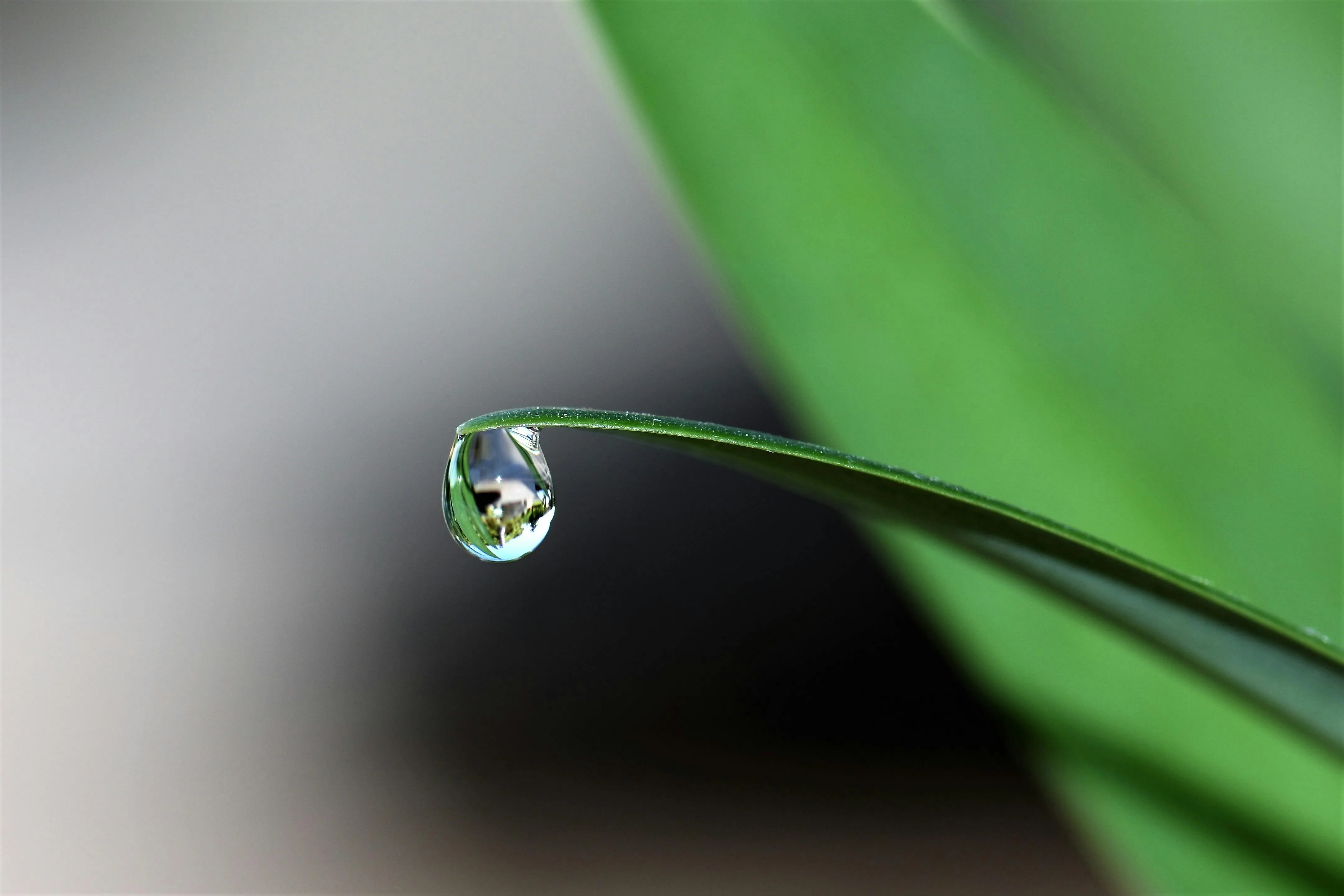 Waterdrop in Grass High Quality Wallpaper Free Download