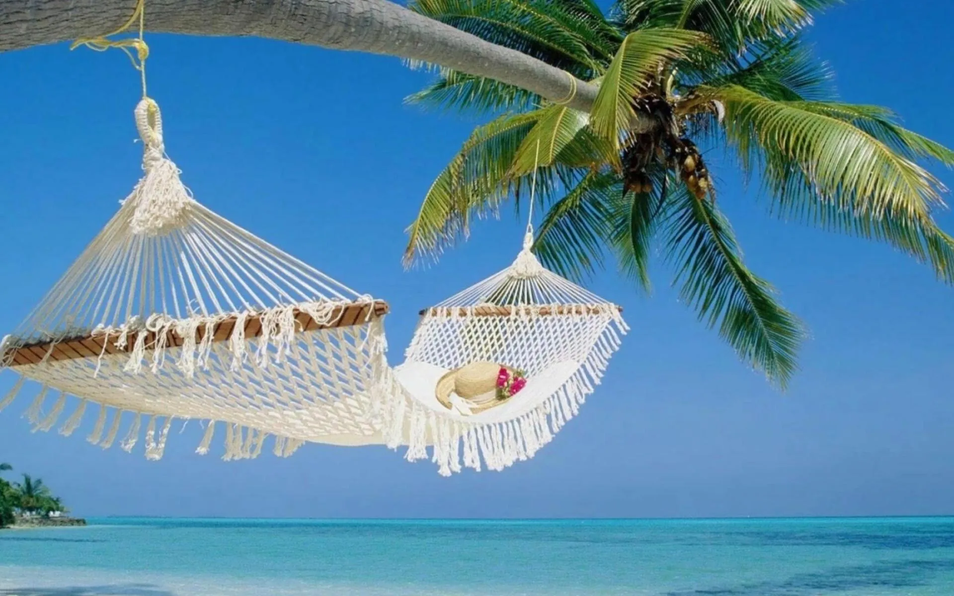 White Hammock Hanging Between Palms Above Quiet Shoreline