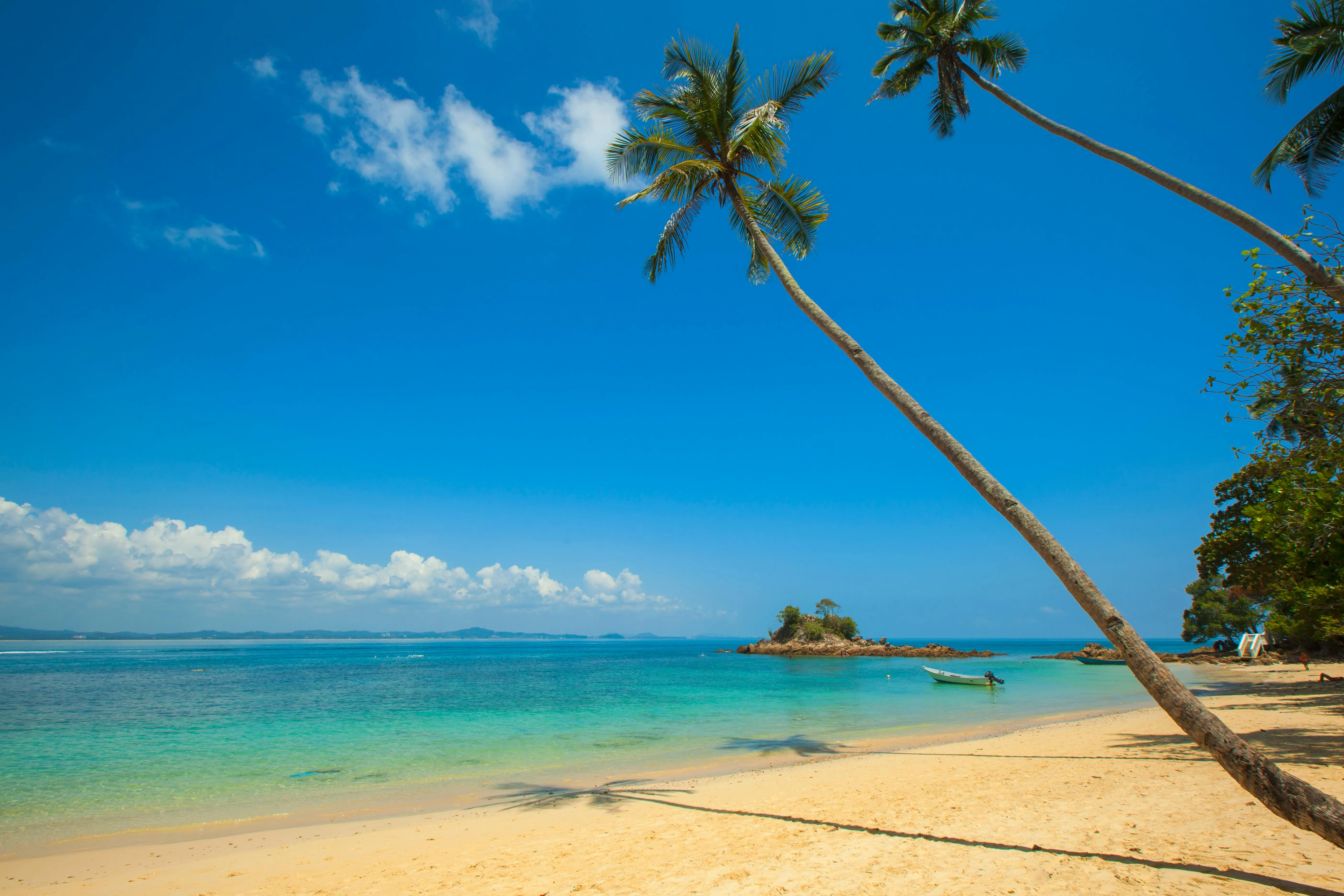 White Sand Beach with Palm Tree and Clear Blue Sky Wallpaper