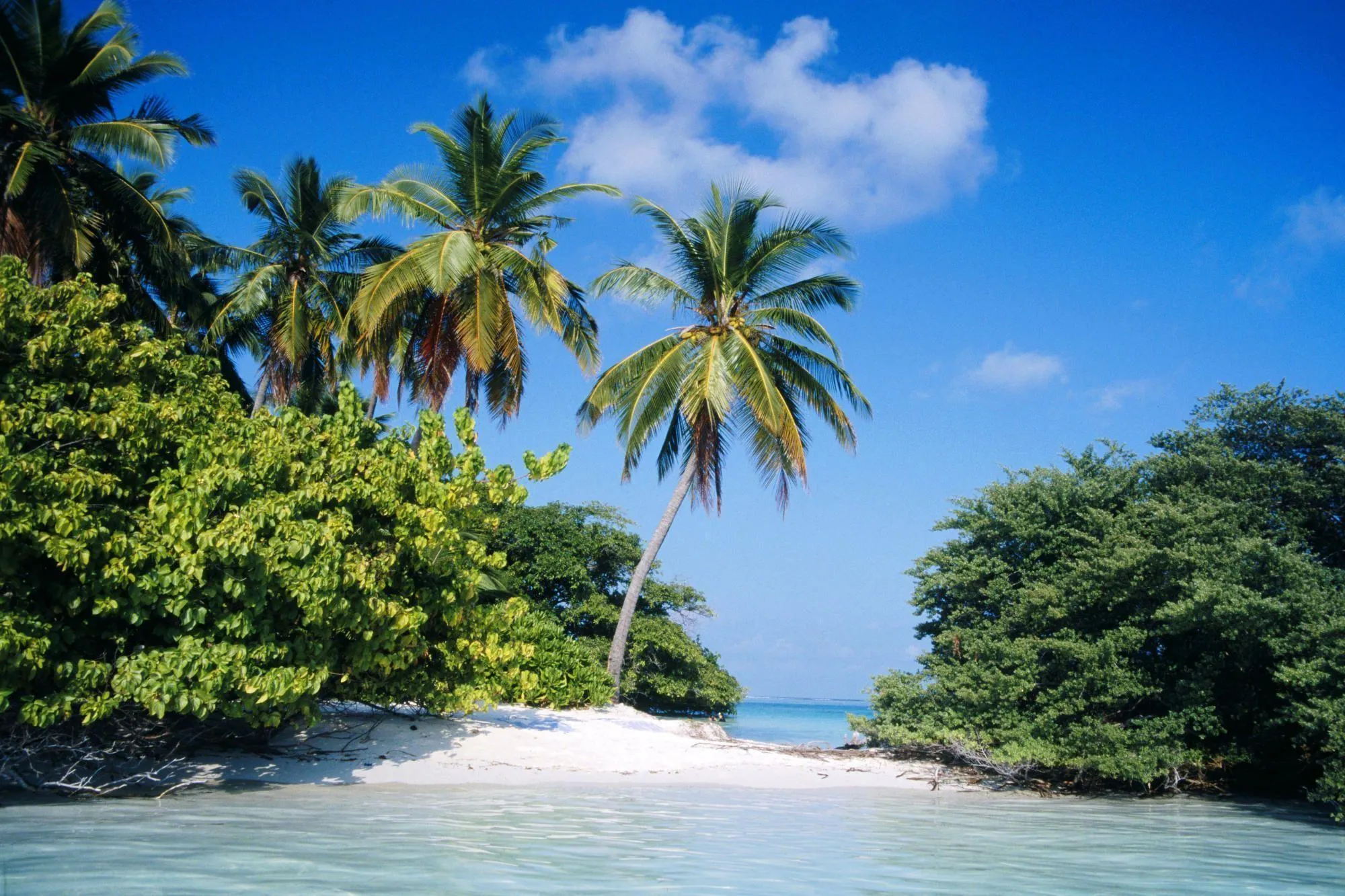 White Sandy Beach Surrounded by Lush Green Tropical Trees