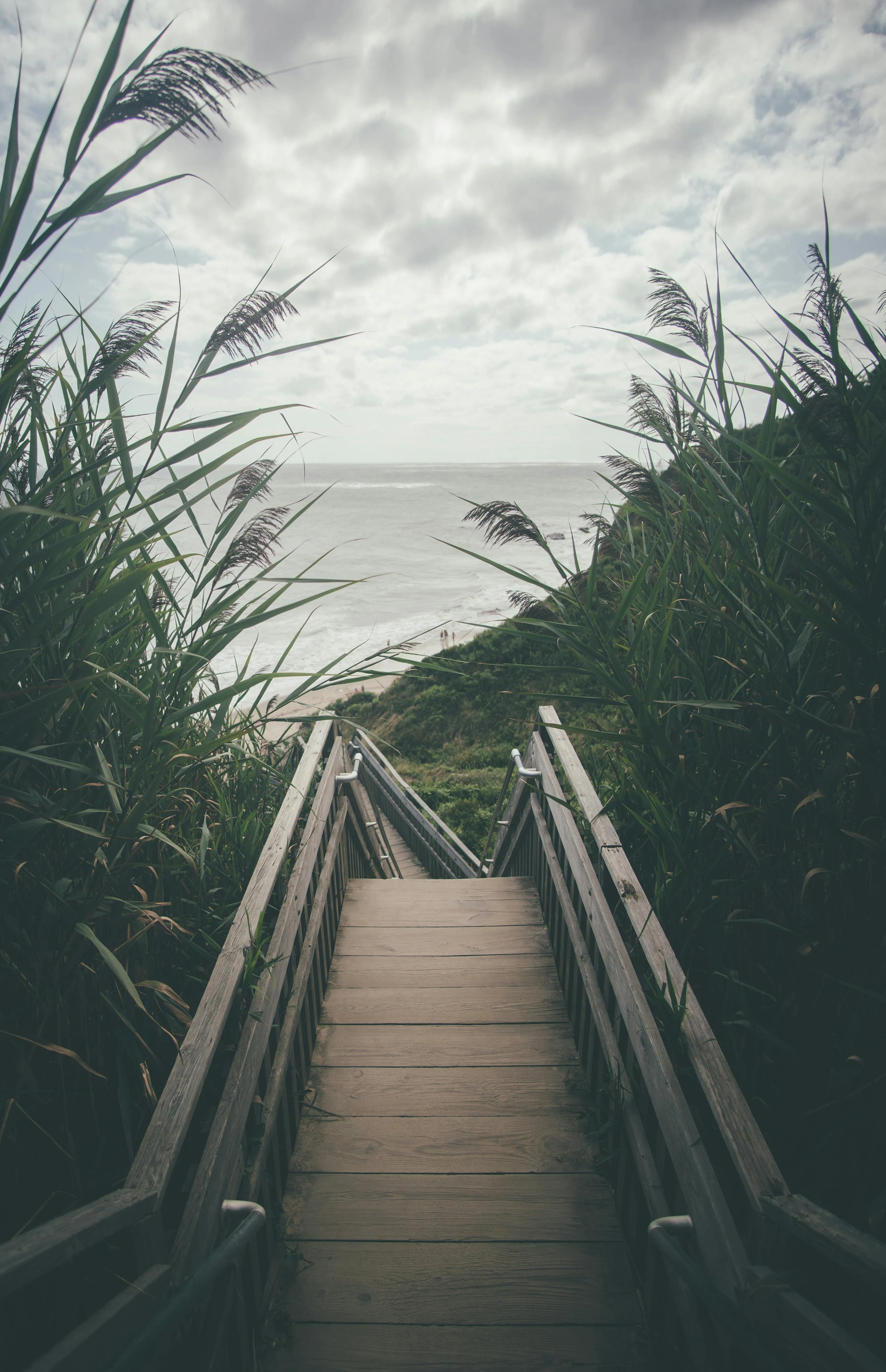 Wooden Walkway Through Tall Beach Grass Portrait Wallpaper