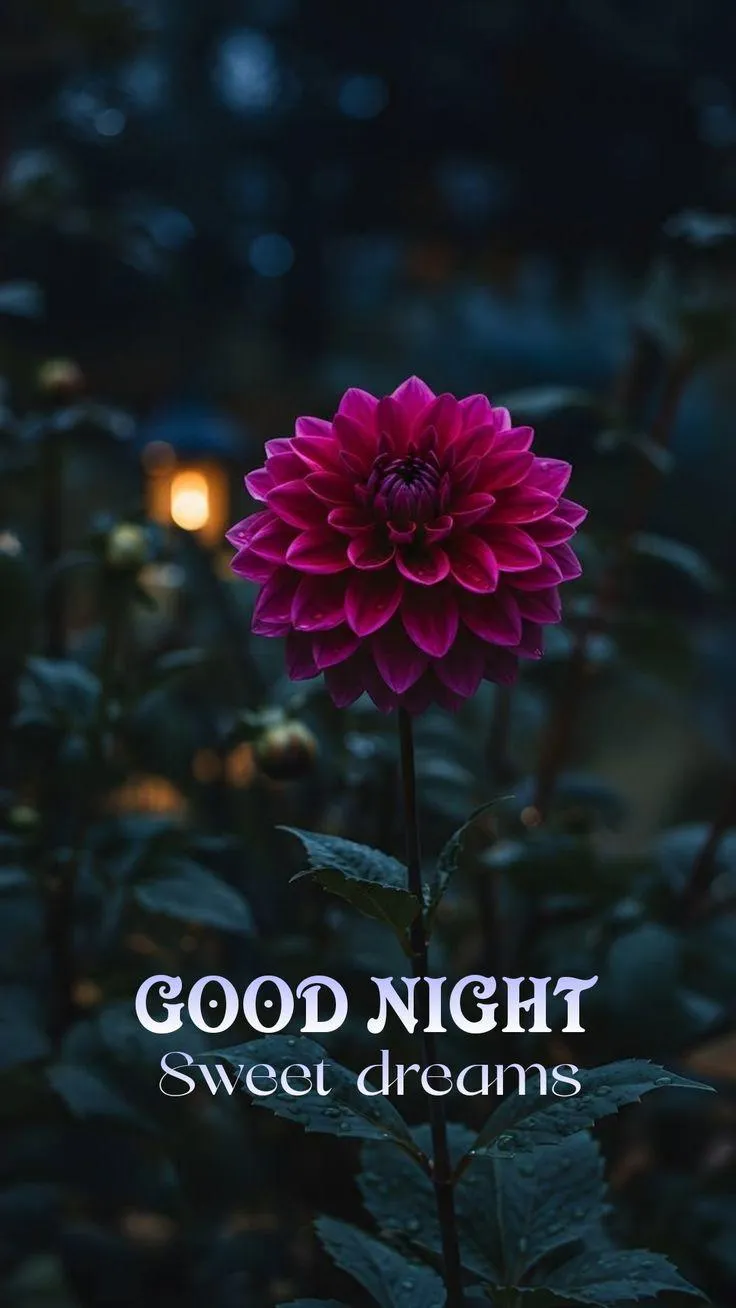 A Peaceful Night Message with a Glowing Pink Flower