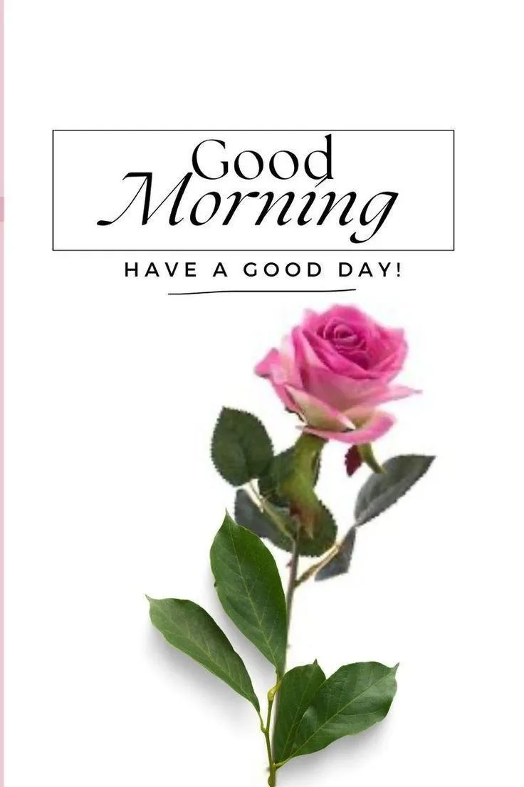 A Single Blooming Flower Welcomes Your Morning Light