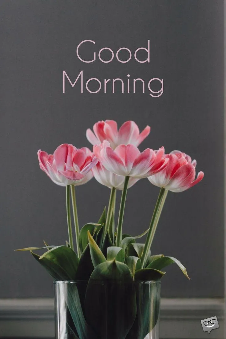 A Single Red Flower Brings a Quiet and Kind Morning Wish