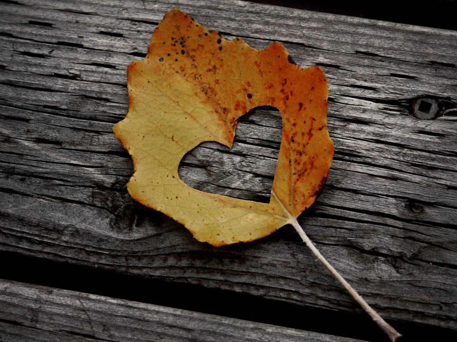 Autumn Leaf Heart Symbolizing Eternal Natural Love