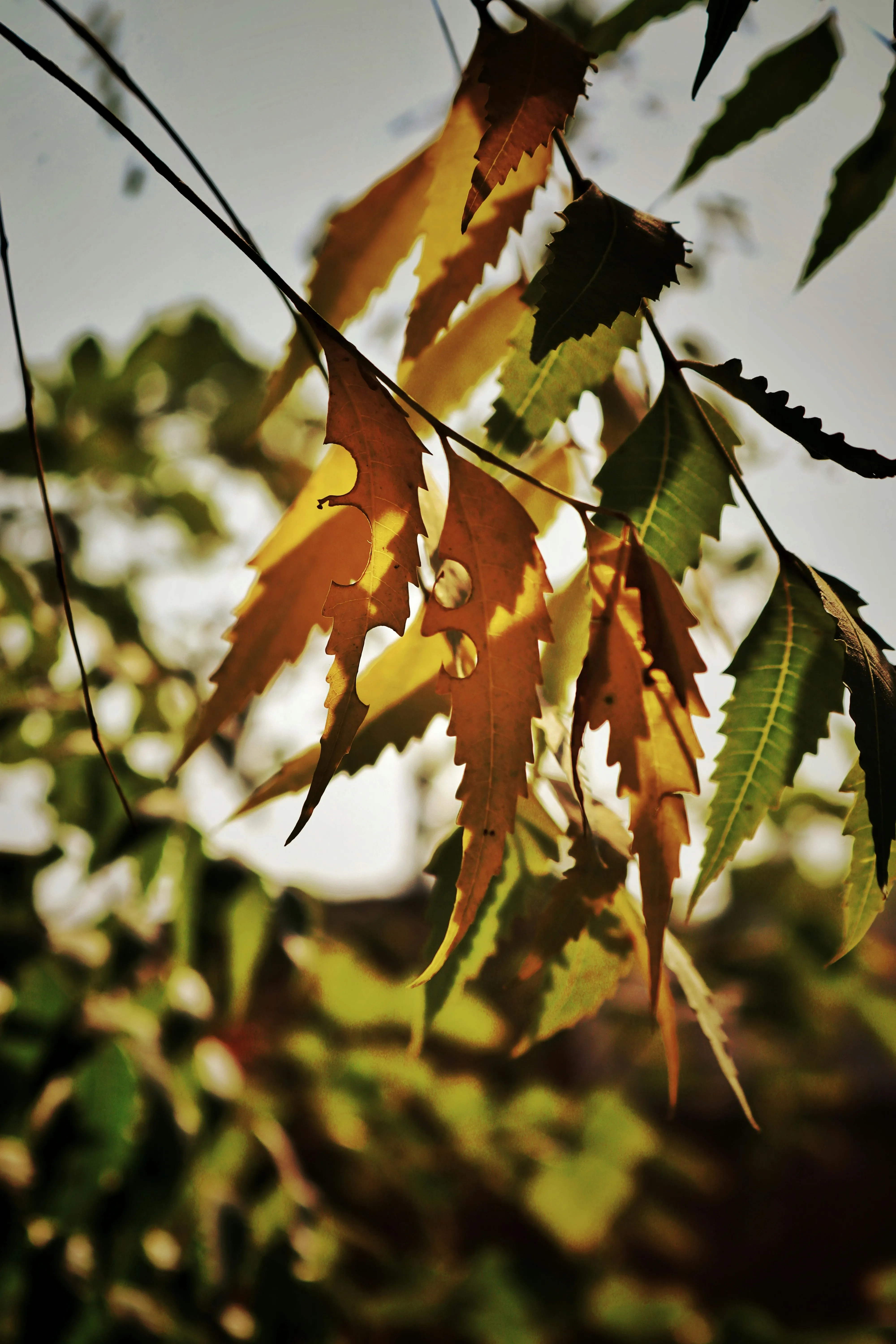 Autumn Leaves Capturing the Season of True Love Wallpaper