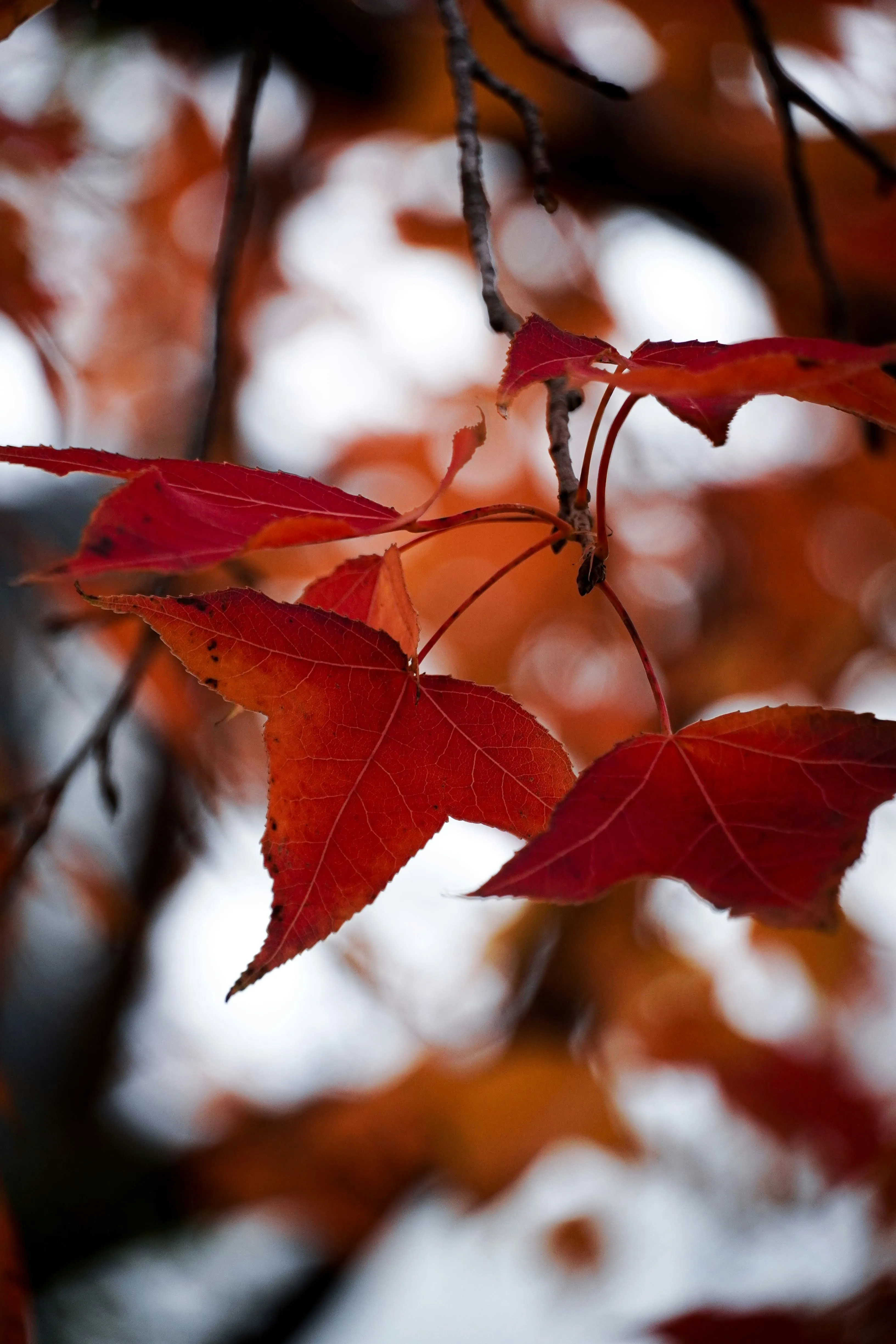Autumn Leaves Depicting Change and Warm Emotion Wallpaper