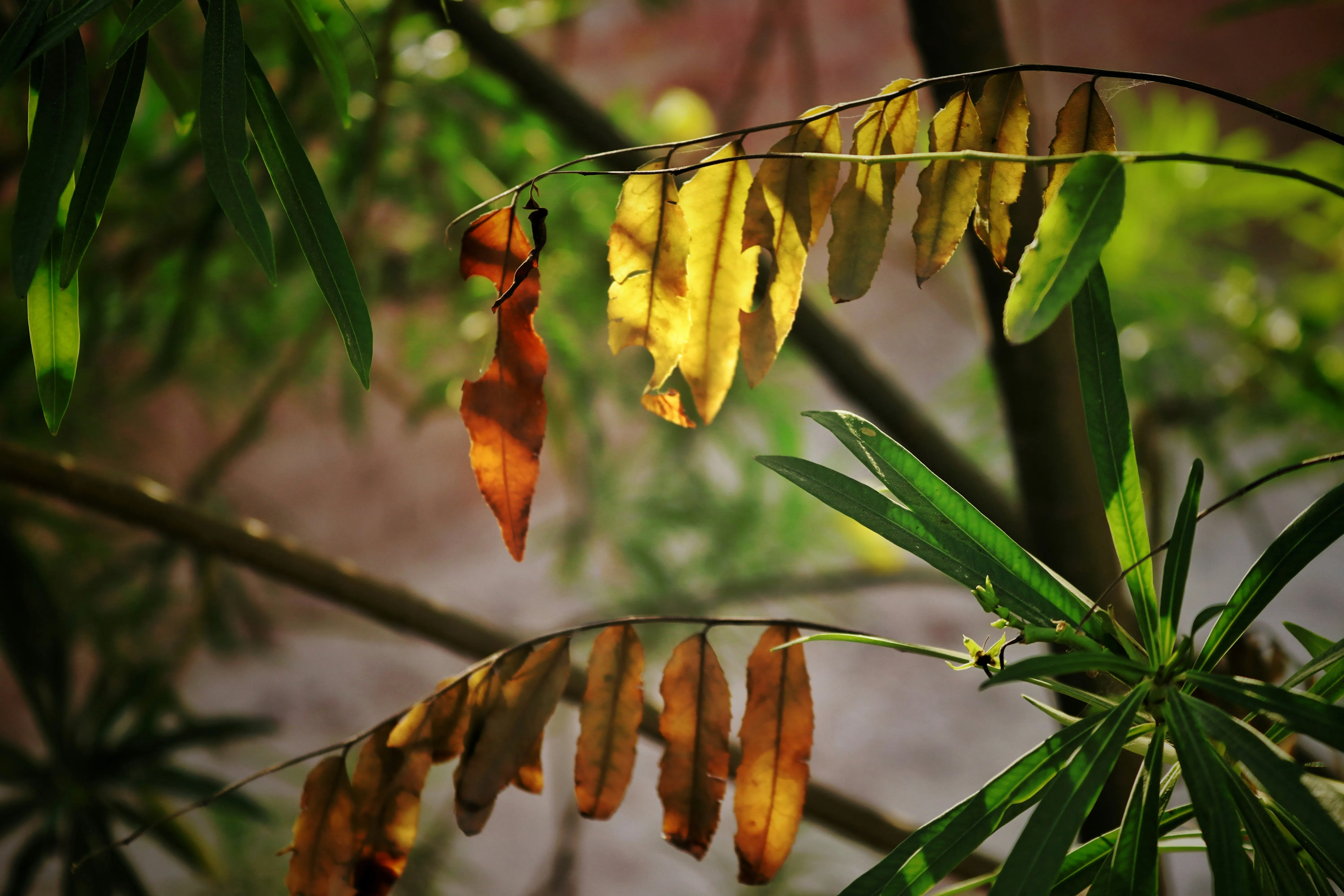 Autumn Leaves Turning Golden Under Gentle Sunlight