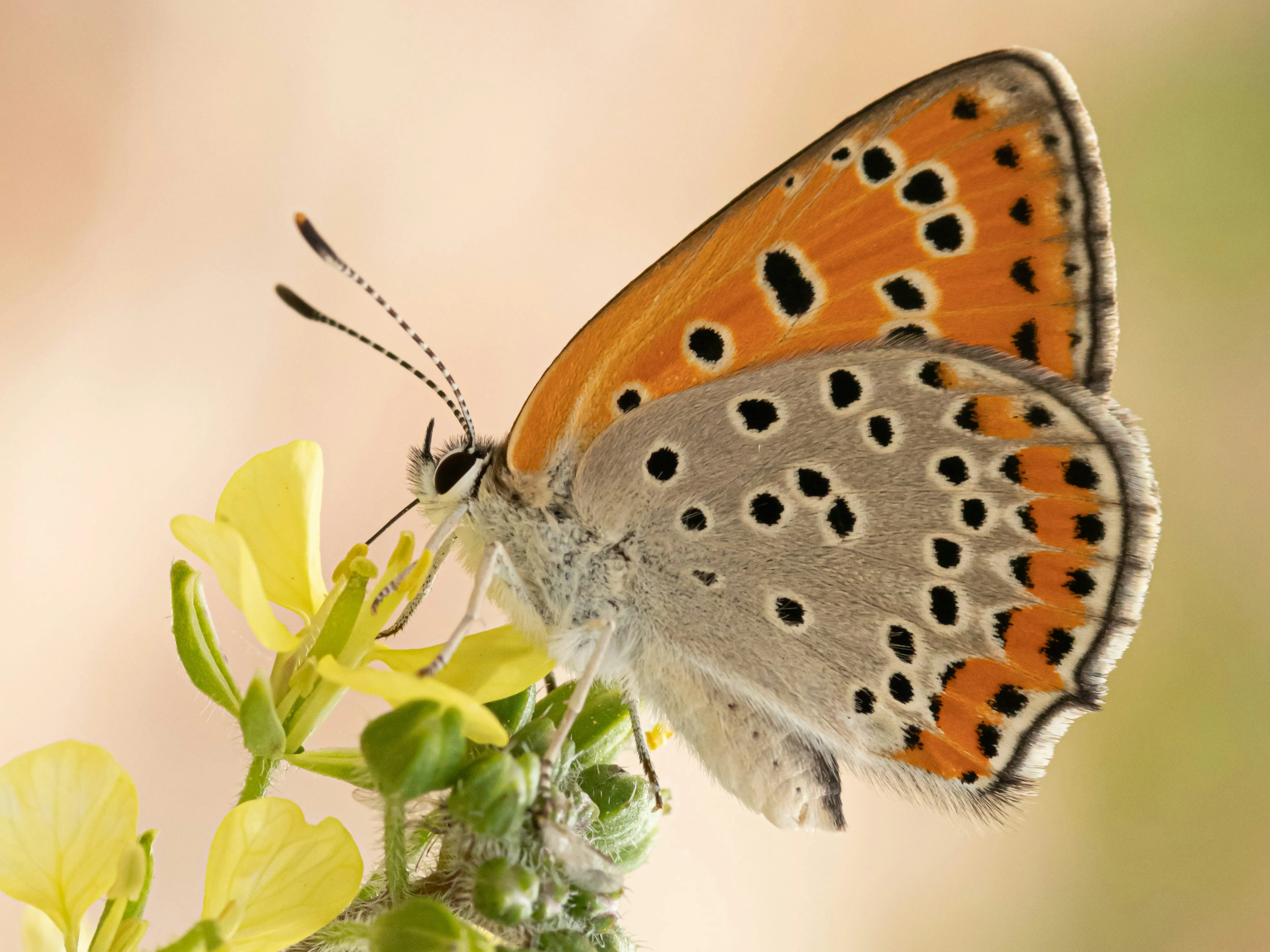 Beautiful Butterfly Resting on Yellow Flower Wallpaper
