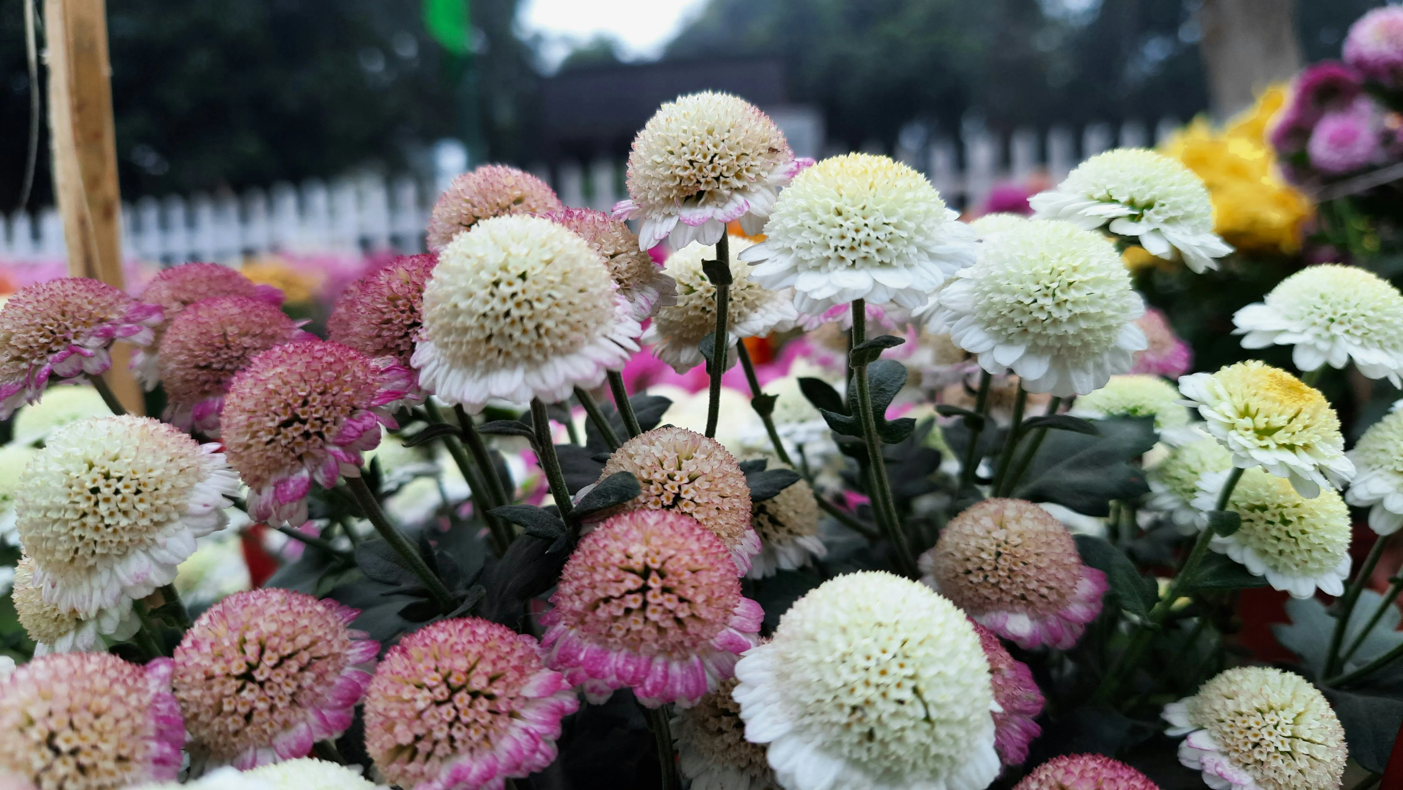 Beautiful Collection of Blooming Chrysanthemums Wallpaper