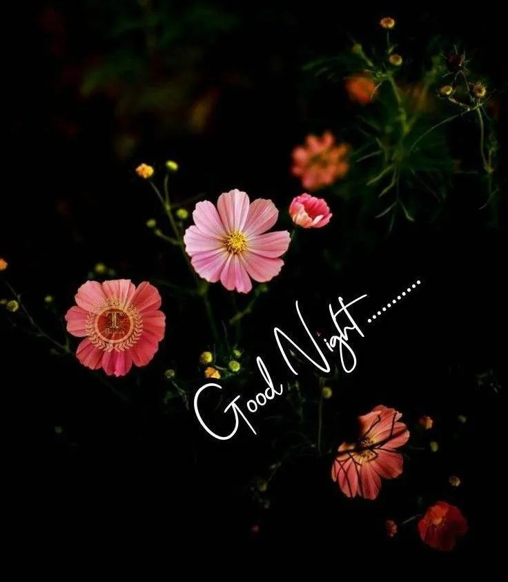 Beautiful Good Night with Pink Flowers in Dark Background