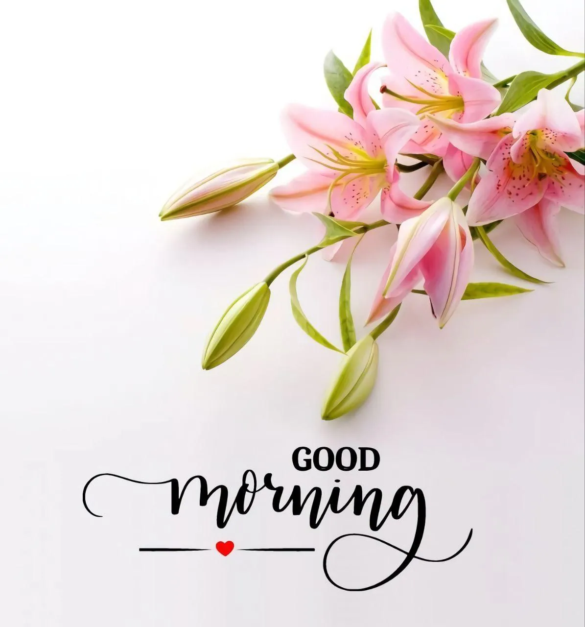 Beautiful Lily Flower Greeting for a Fresh Morning