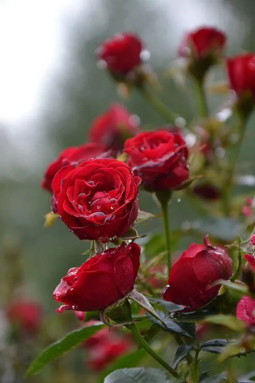 Beautiful Red Roses Inspire Love and Positive Energy
