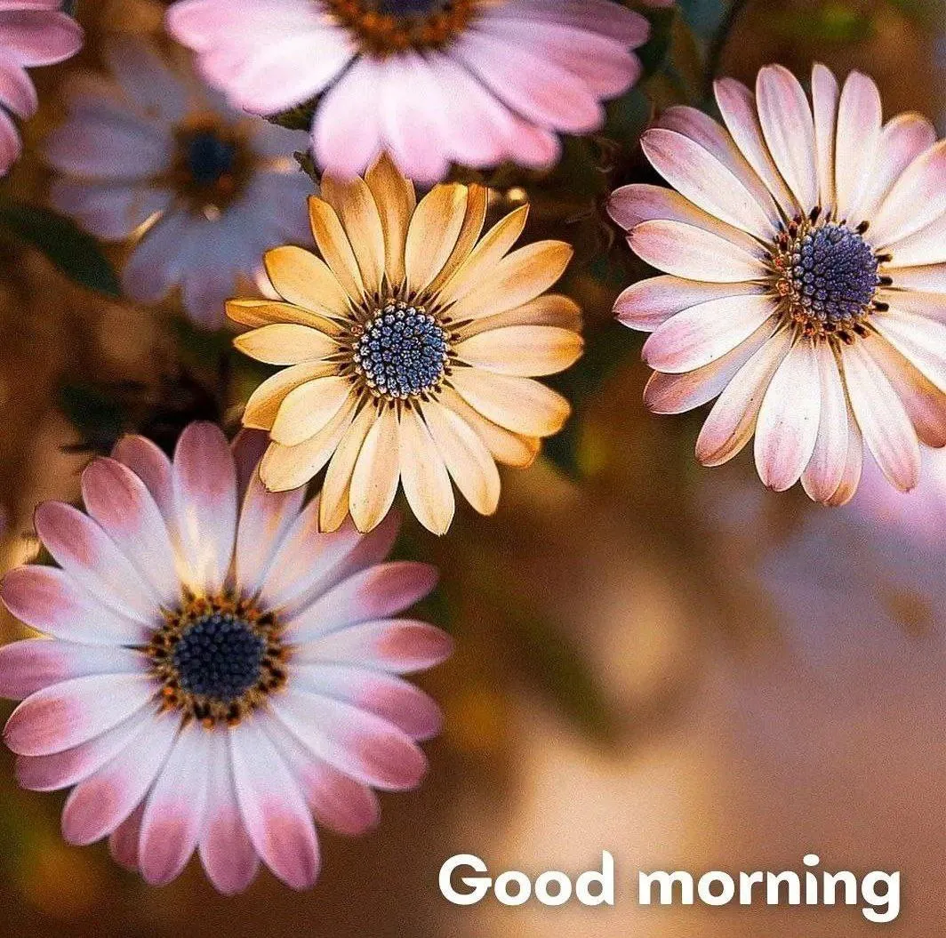 Beautiful White and Pink Flowers to Brighten Your Day