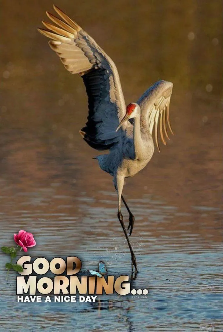 Bird Flying Over Lake with Spiritual Good Morning Wish