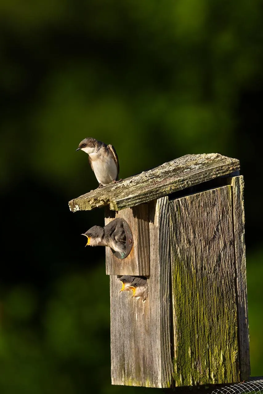 Birds Feeding Their Young in a Wooden Nesting Box with Love