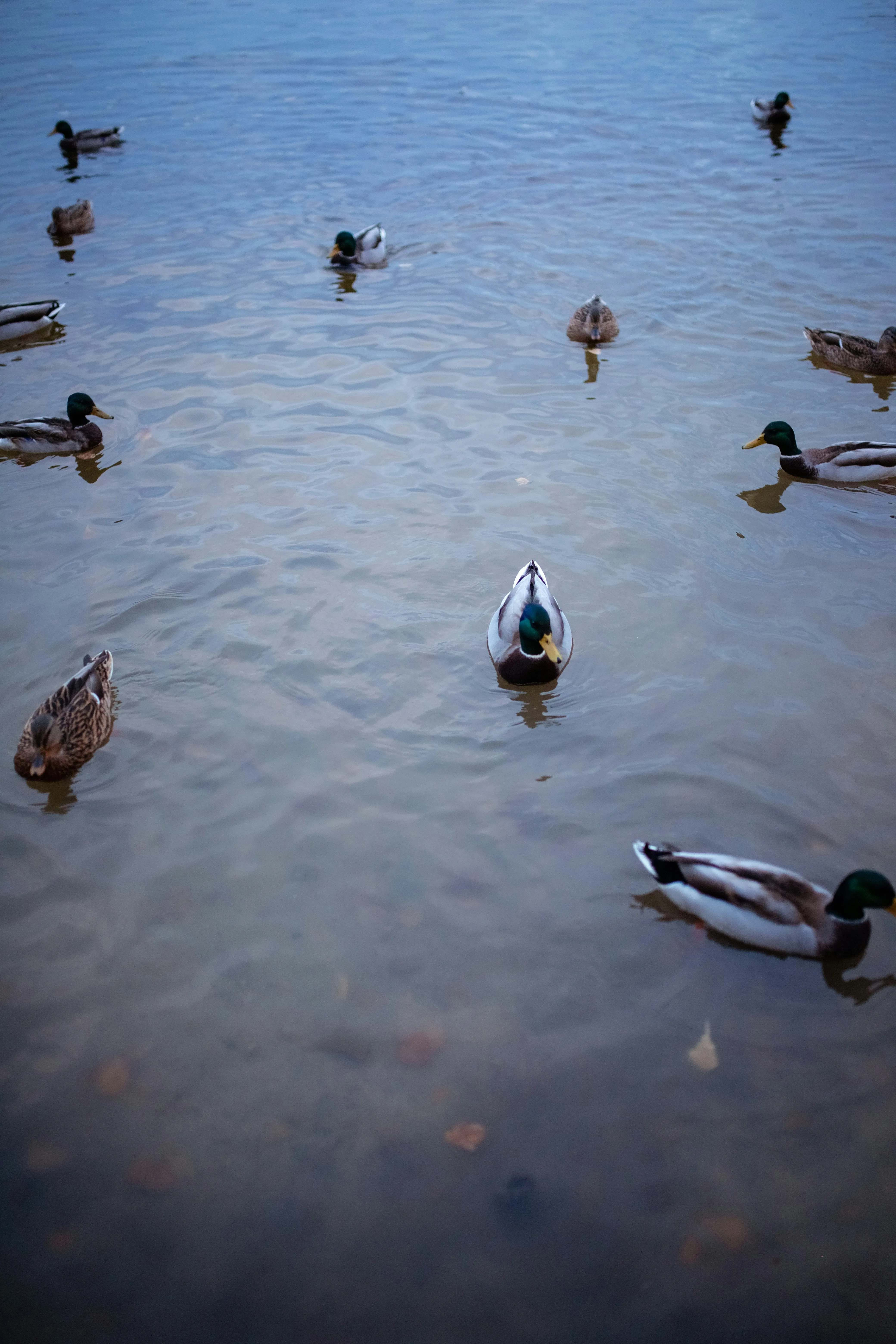 Birds Swimming Peacefully in Calm Blue Water Wallpaper