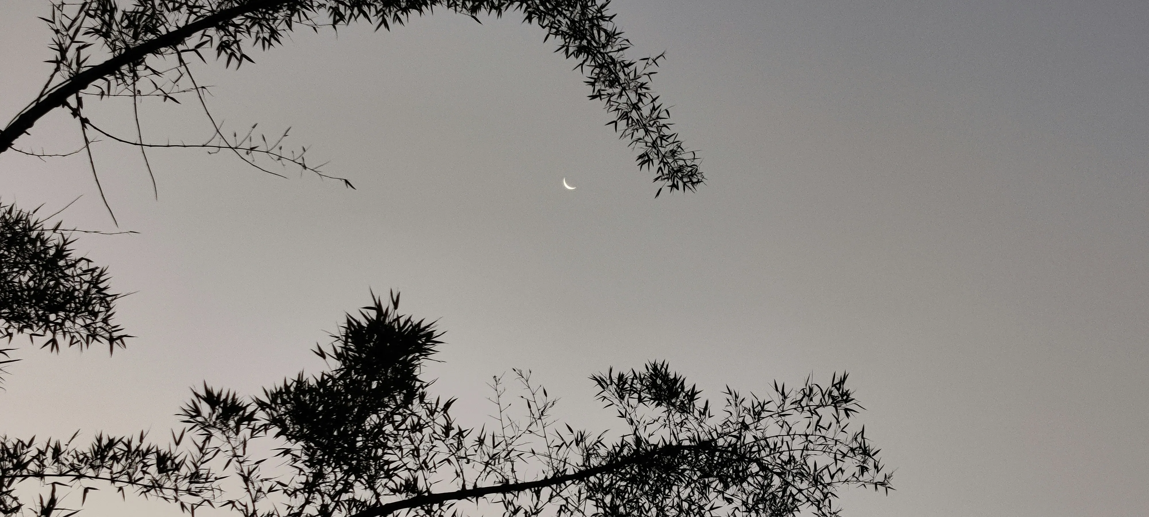 Black and White Landscape with Bare Branches Wallpaper
