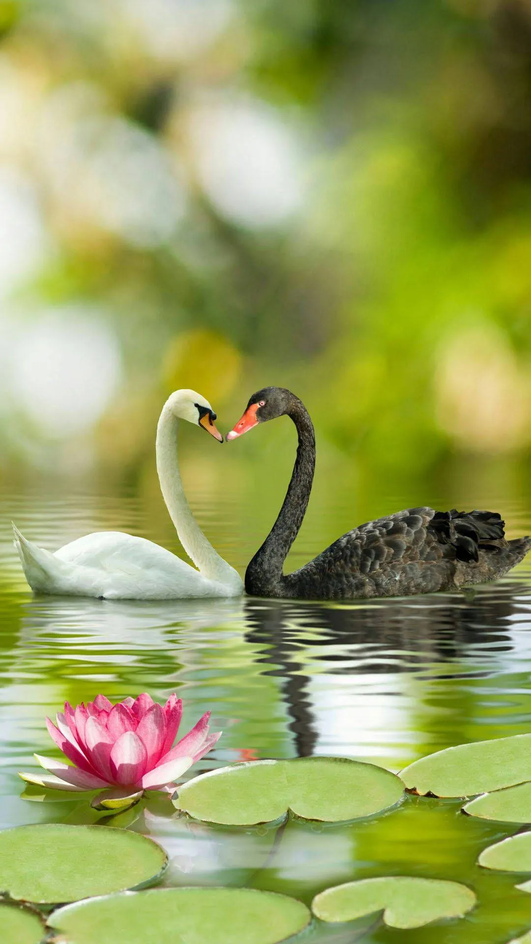 Black and White Swans Reflecting Love on Peaceful Lake