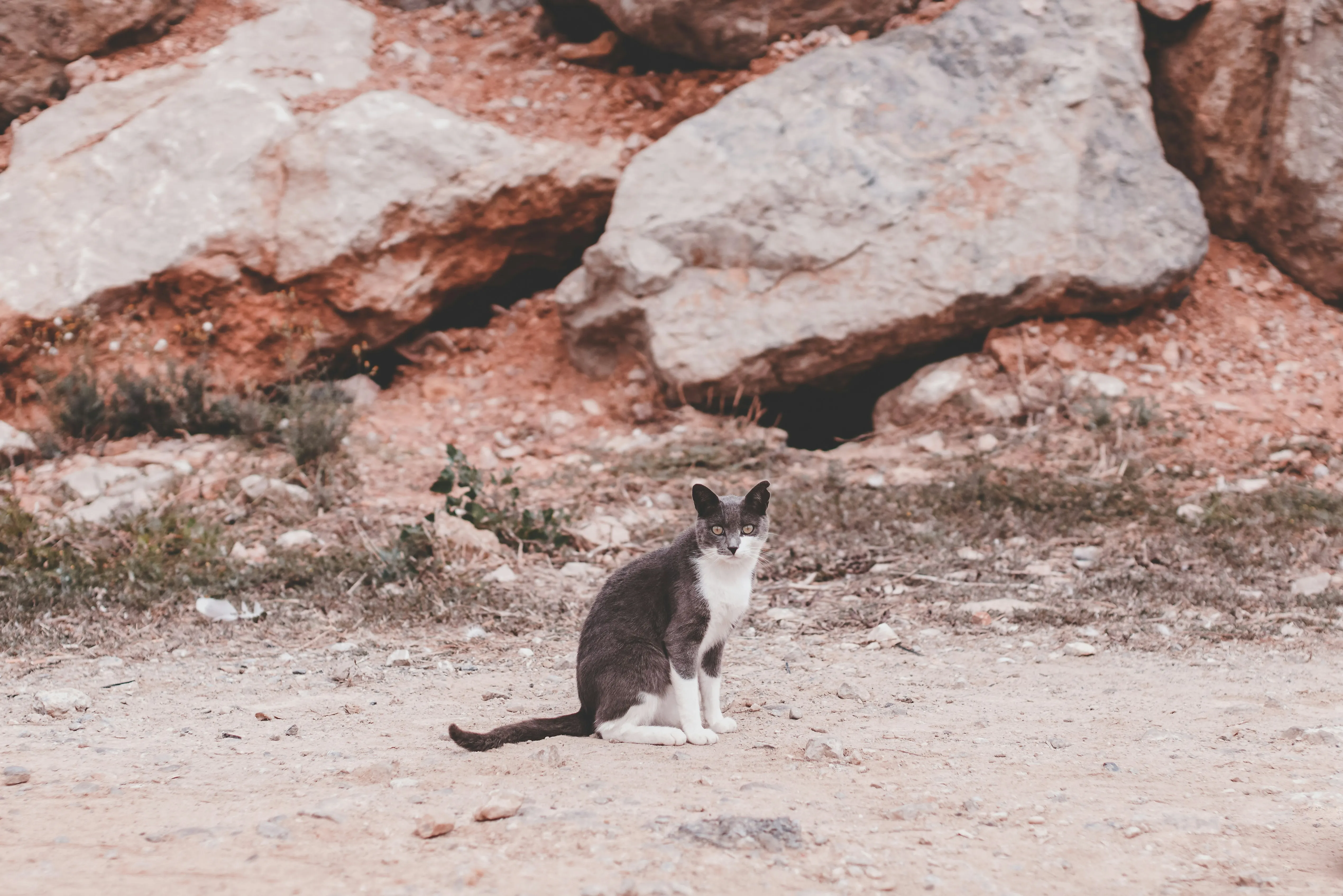 Black White Cat Standing on Rocks Near Brick Wall Image