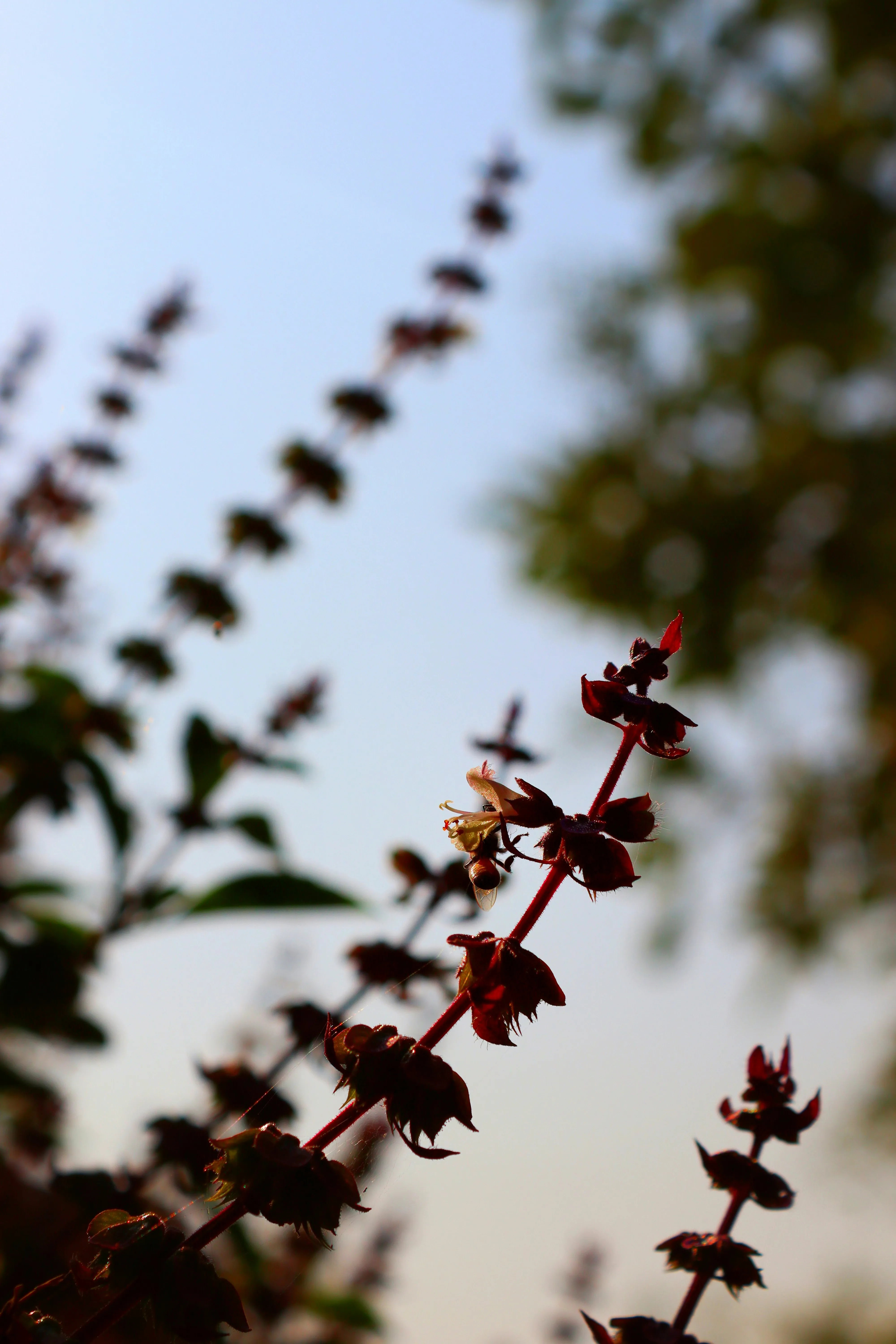 Blooming Branches Reaching Toward Blue Sky View Wallpaper