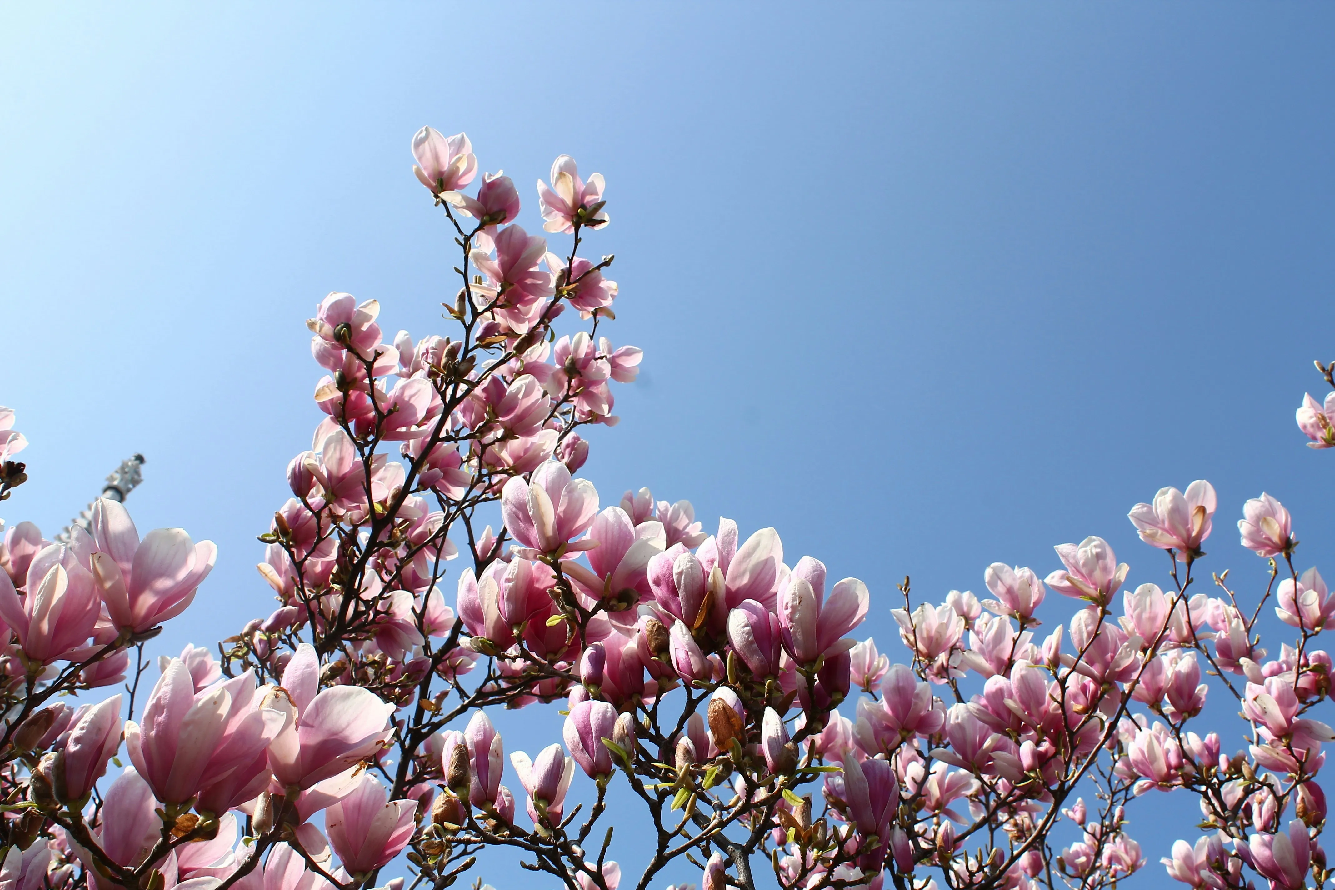 Blooming Cherry Blossoms under Blue Sky HD Wallpaper