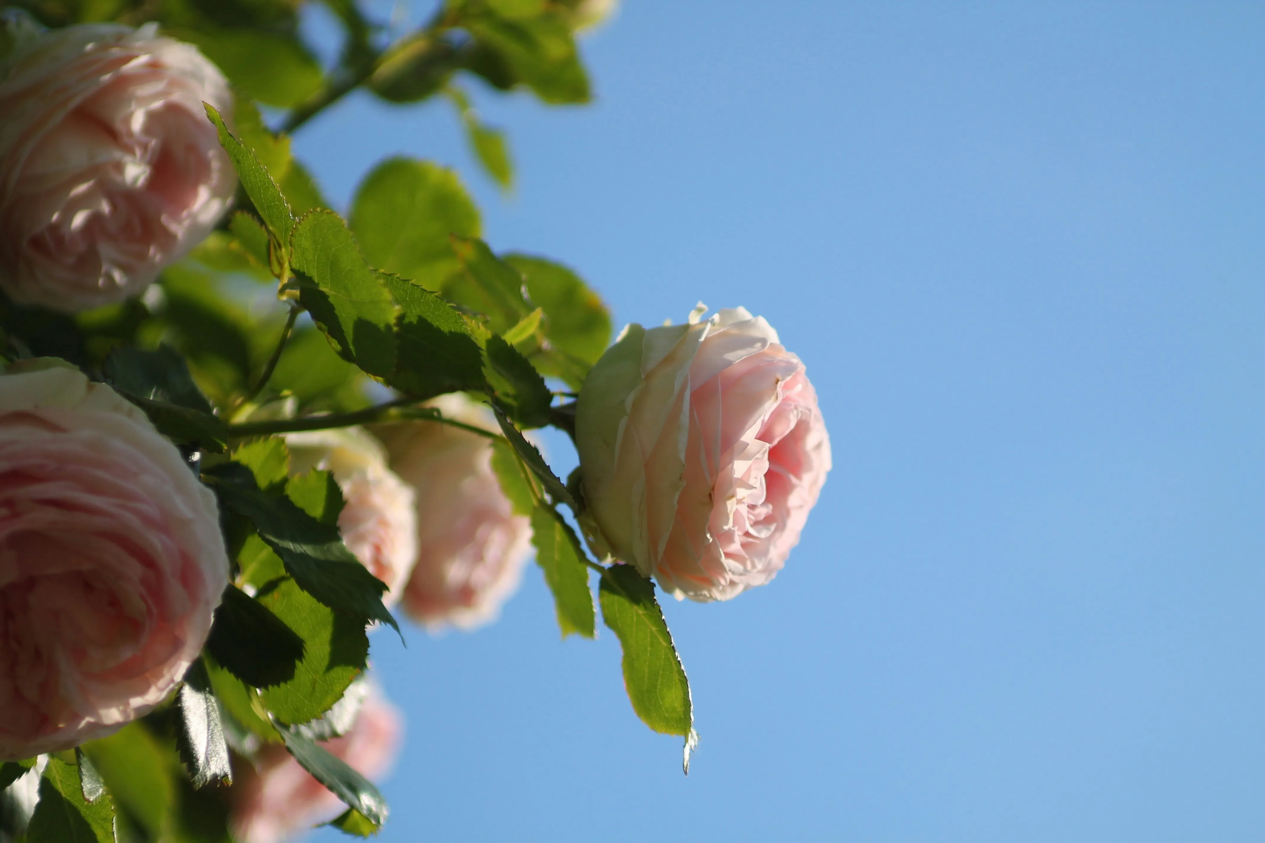 Blooming Flowers Representing Nature and Romance Wallpaper
