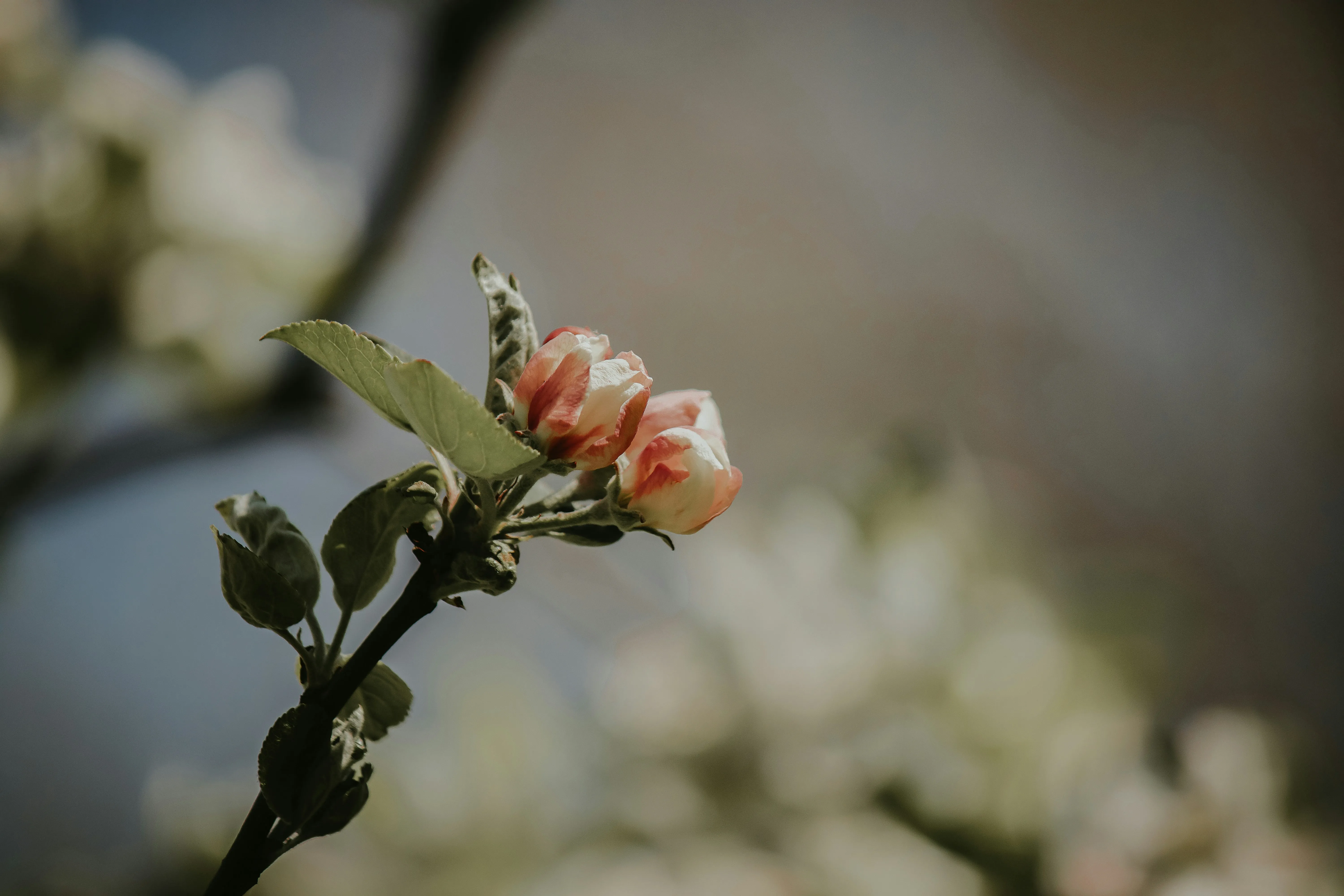 Blooming Flowers Symbolize Beauty of Simple Love Wallpaper