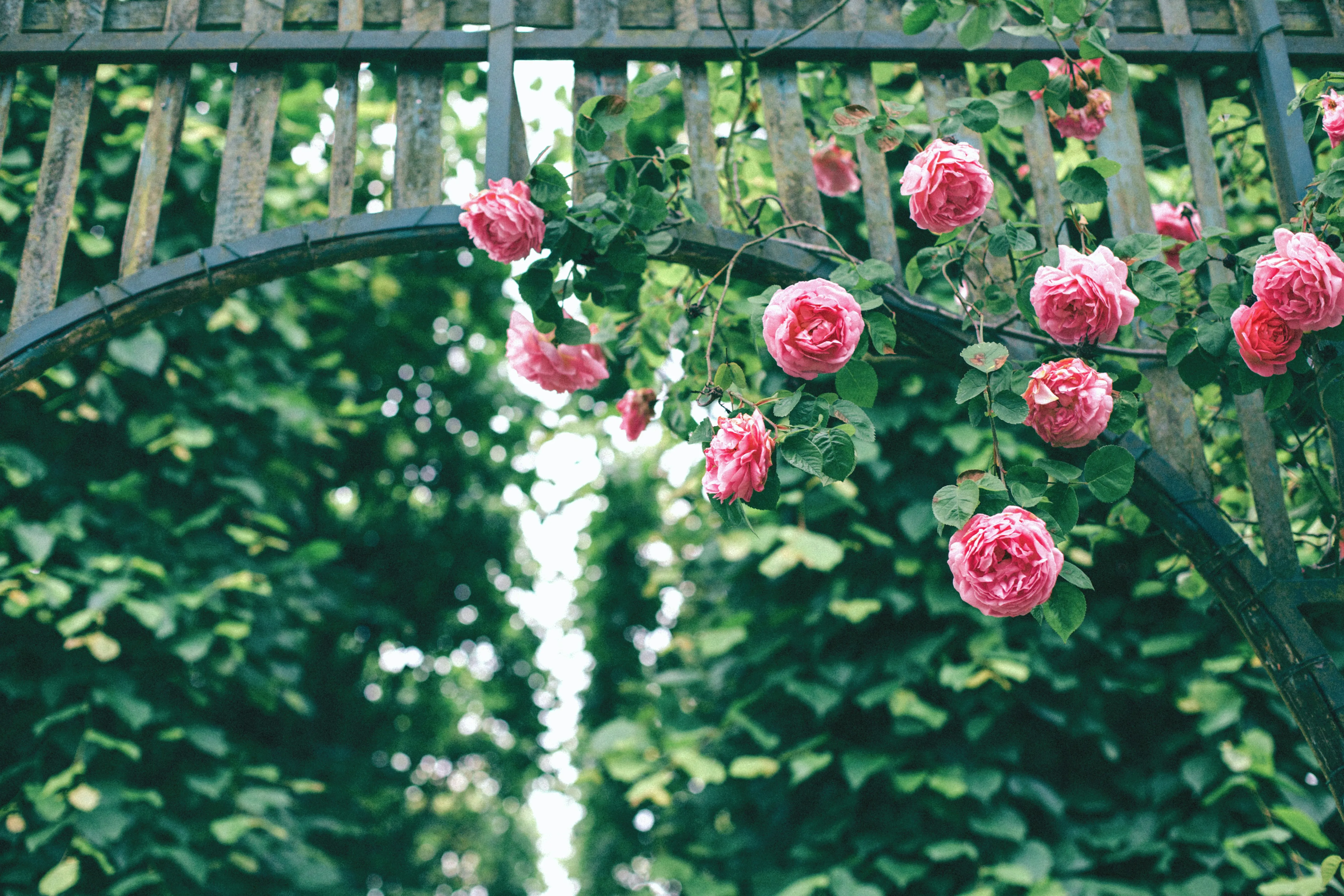Blooming Pink Roses Hanging Over Garden Fence Wallpaper