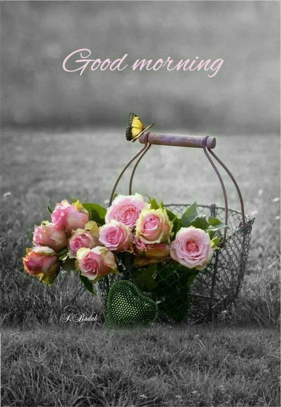 Blooming White Flowers and Peaceful Morning Vibes Wallpaper