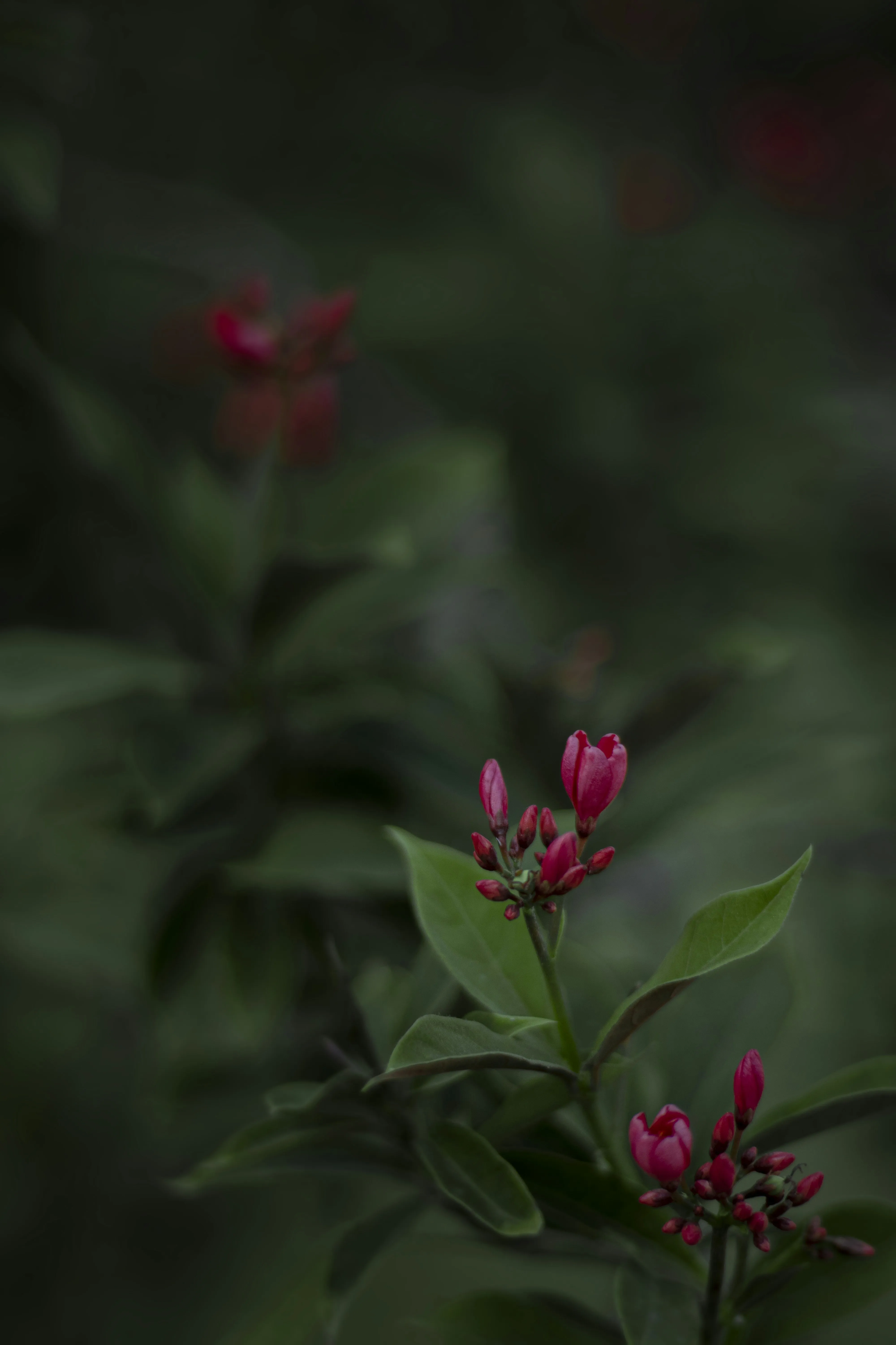 Blossoming Flowers Expressing Gentle Spring Love Wallpaper