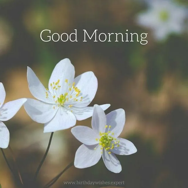 Blossoming White Flowers with Morning Focus Image