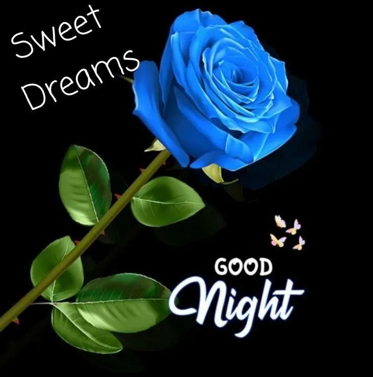 Blue Rose with Sweet Dreams Good Night Message Image