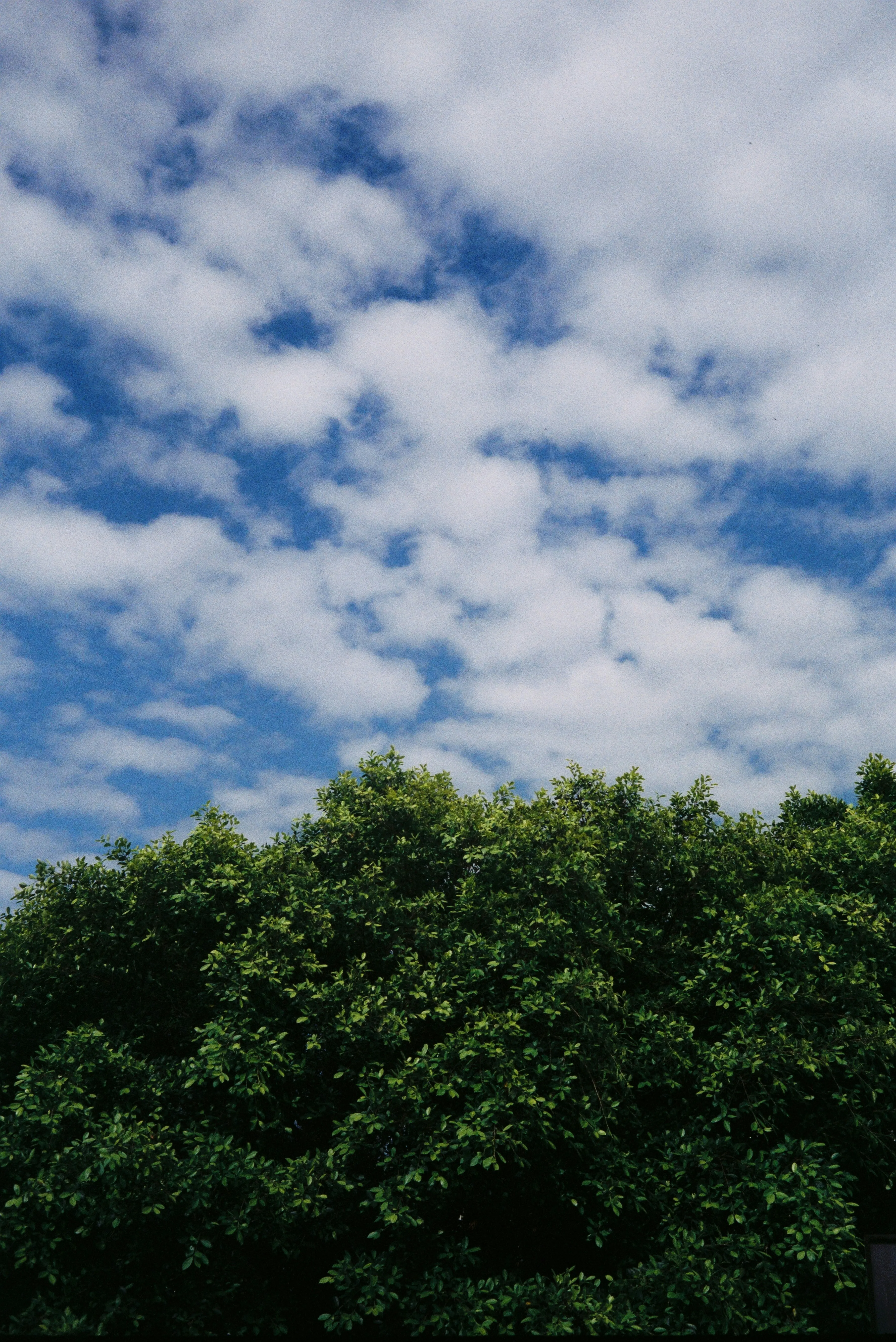 Bright Blue Sky Over Lush Green Forest Trees Wallpaper