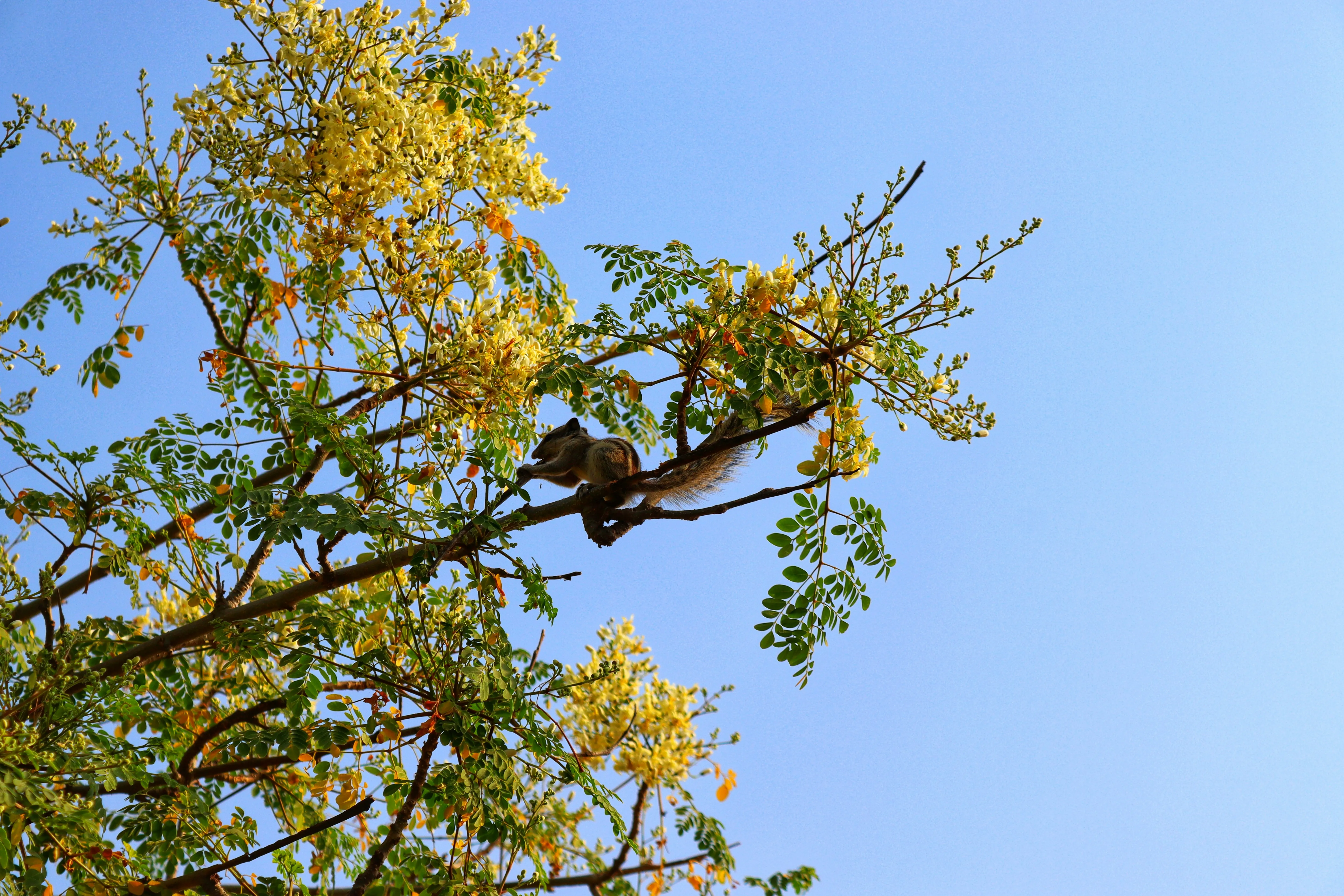 Bright Green Tree Branch Under Clear Blue Sky Wallpaper