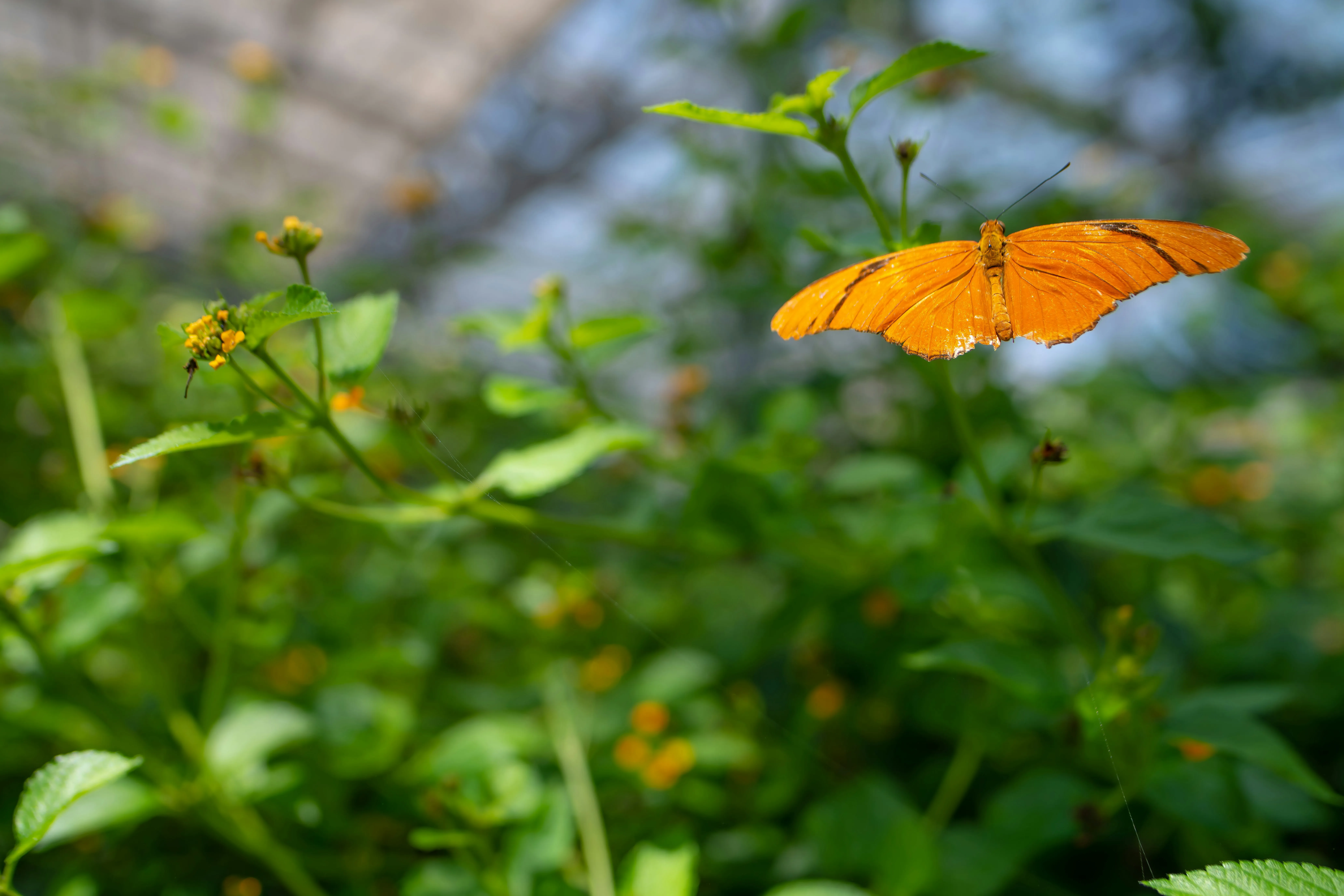 Bright Orange Butterfly Resting on Green Leaf Wallpaper