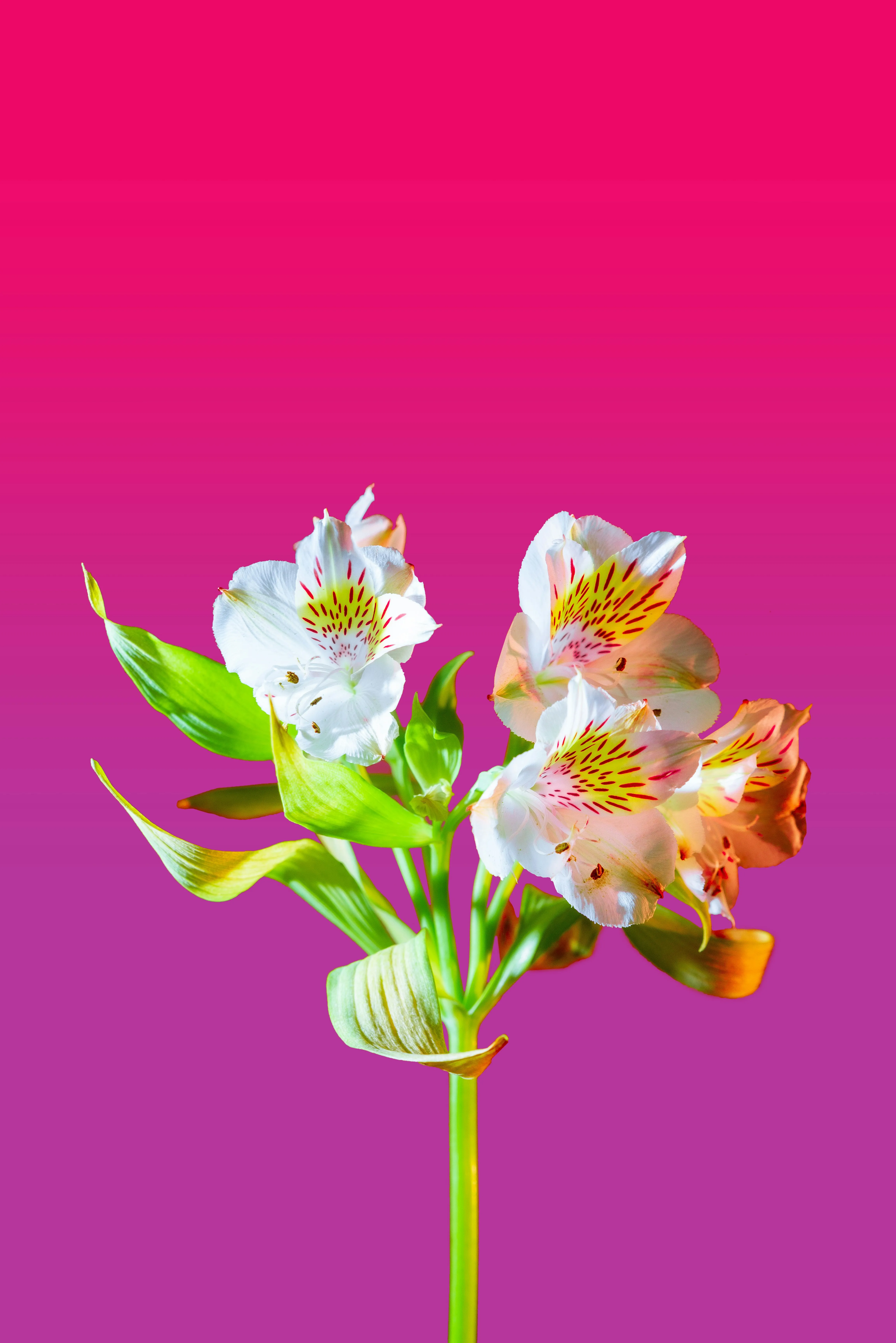 Bright Pink Background with Fresh Floral Bloom Wallpaper
