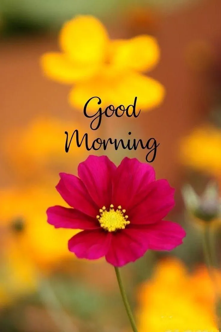 Bright Pink Daisy with Sunshine and Morning Message