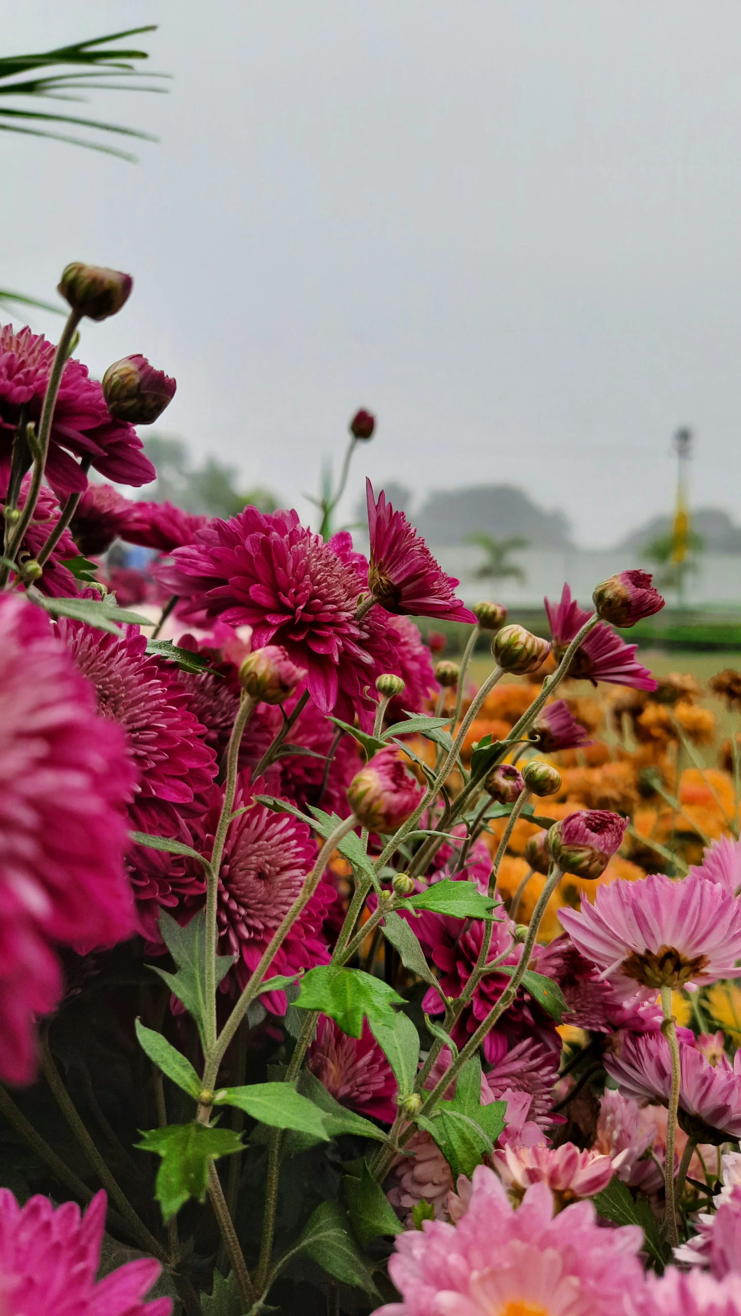 Bright Pink Flowers Blooming in Summer Garden Wallpaper