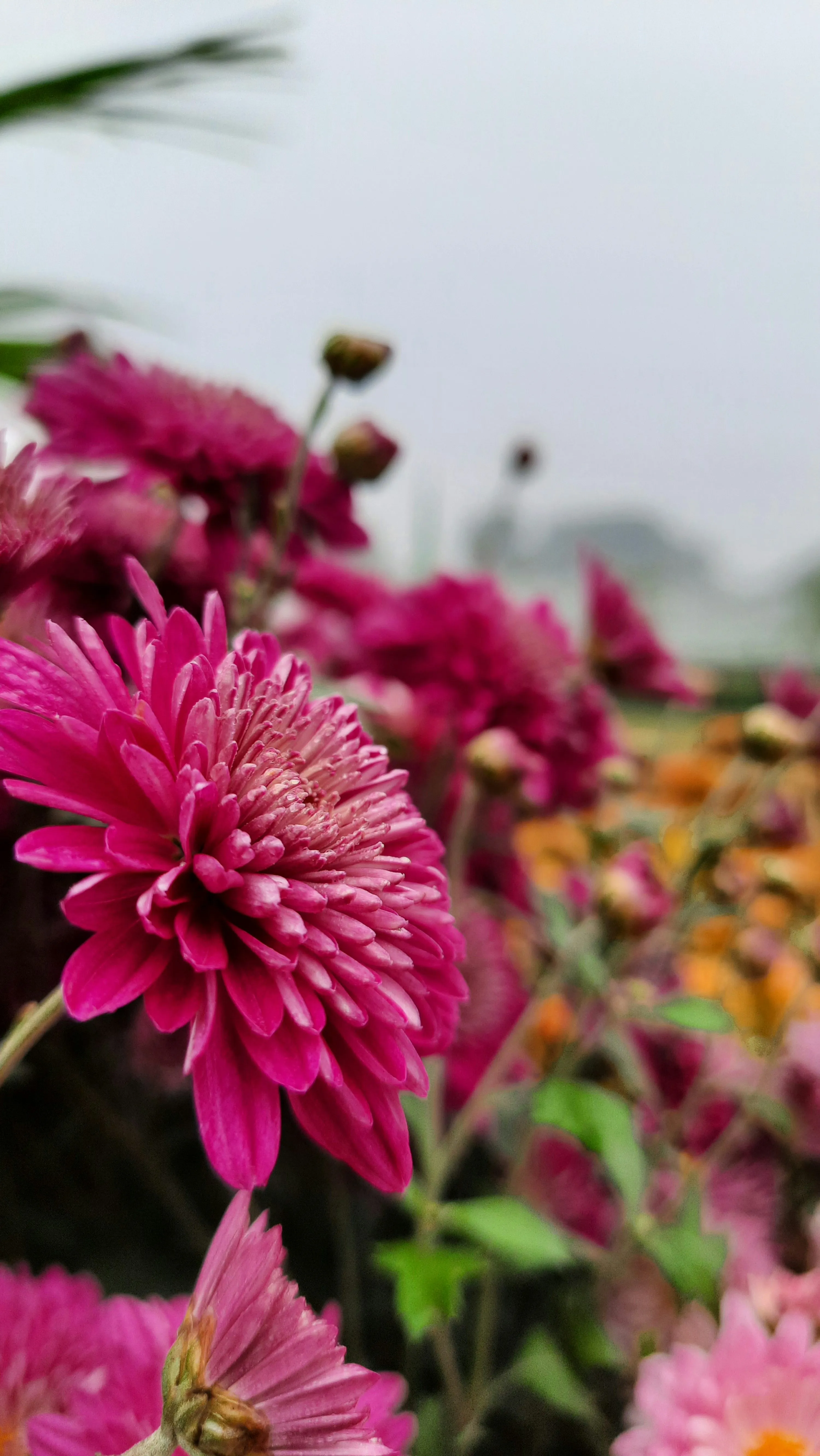 Bright Pink Flowers Showing the Beauty of Love Wallpaper