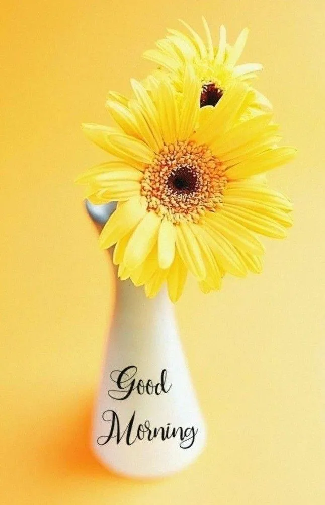 Bright Sunflower with Yellow Background Greeting Image