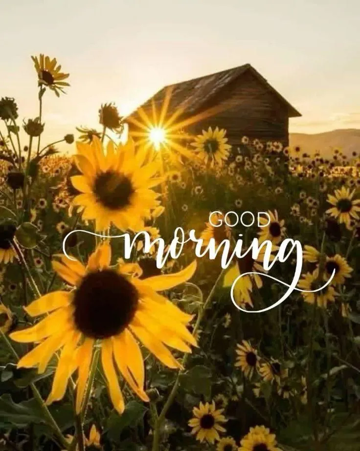 Bright Sunflowers and Light Energize a Joyful Morning
