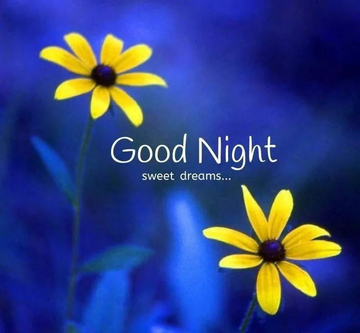 Bright Yellow Flowers for a Peaceful Good Night Image