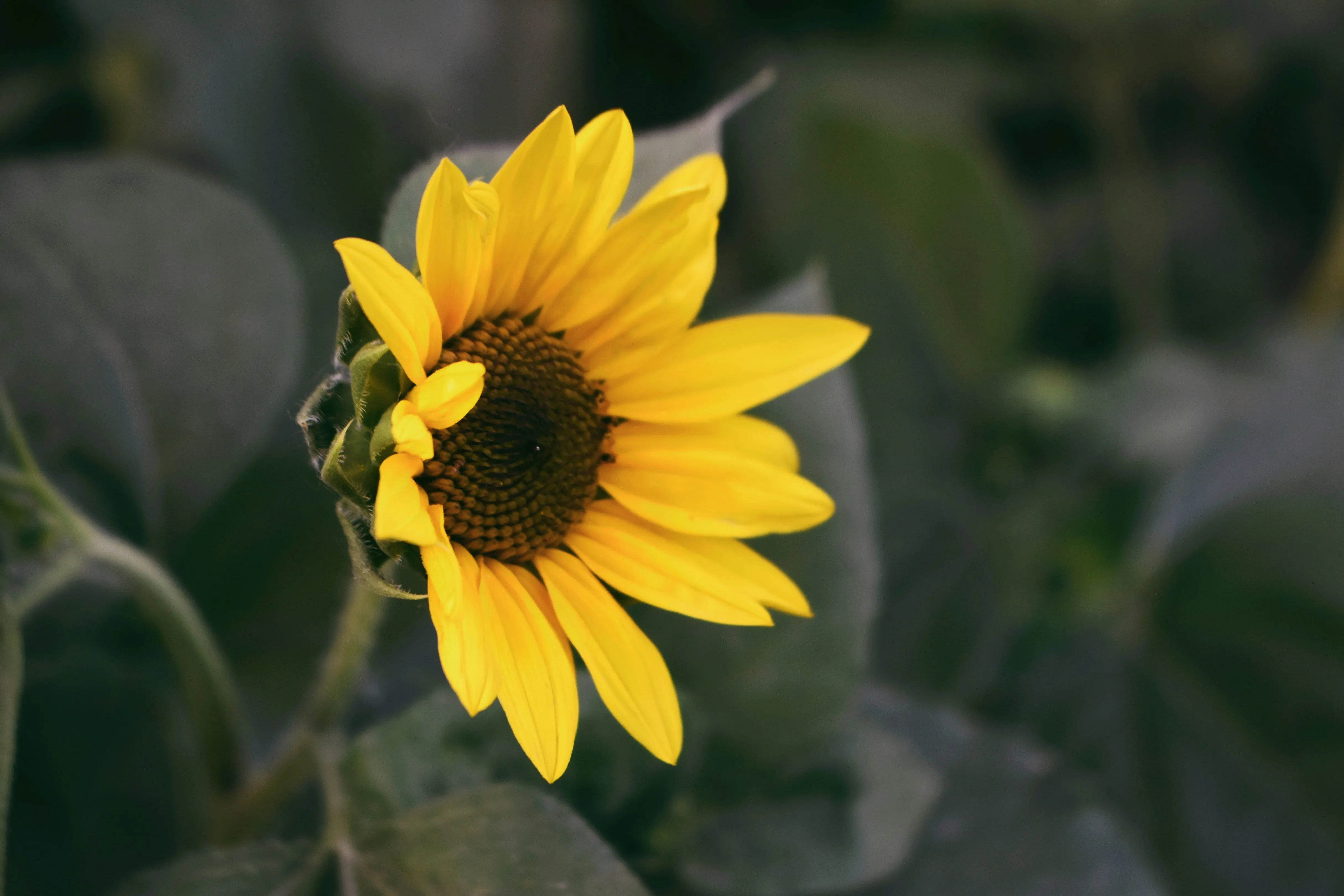 Bright Yellow Sunflower Blooming in Daylight Wallpaper