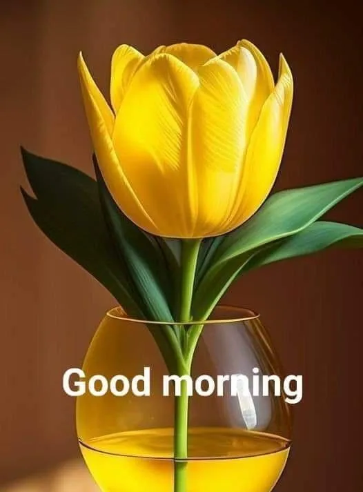 Bright Yellow Tulip to Start a Happy Positive Day