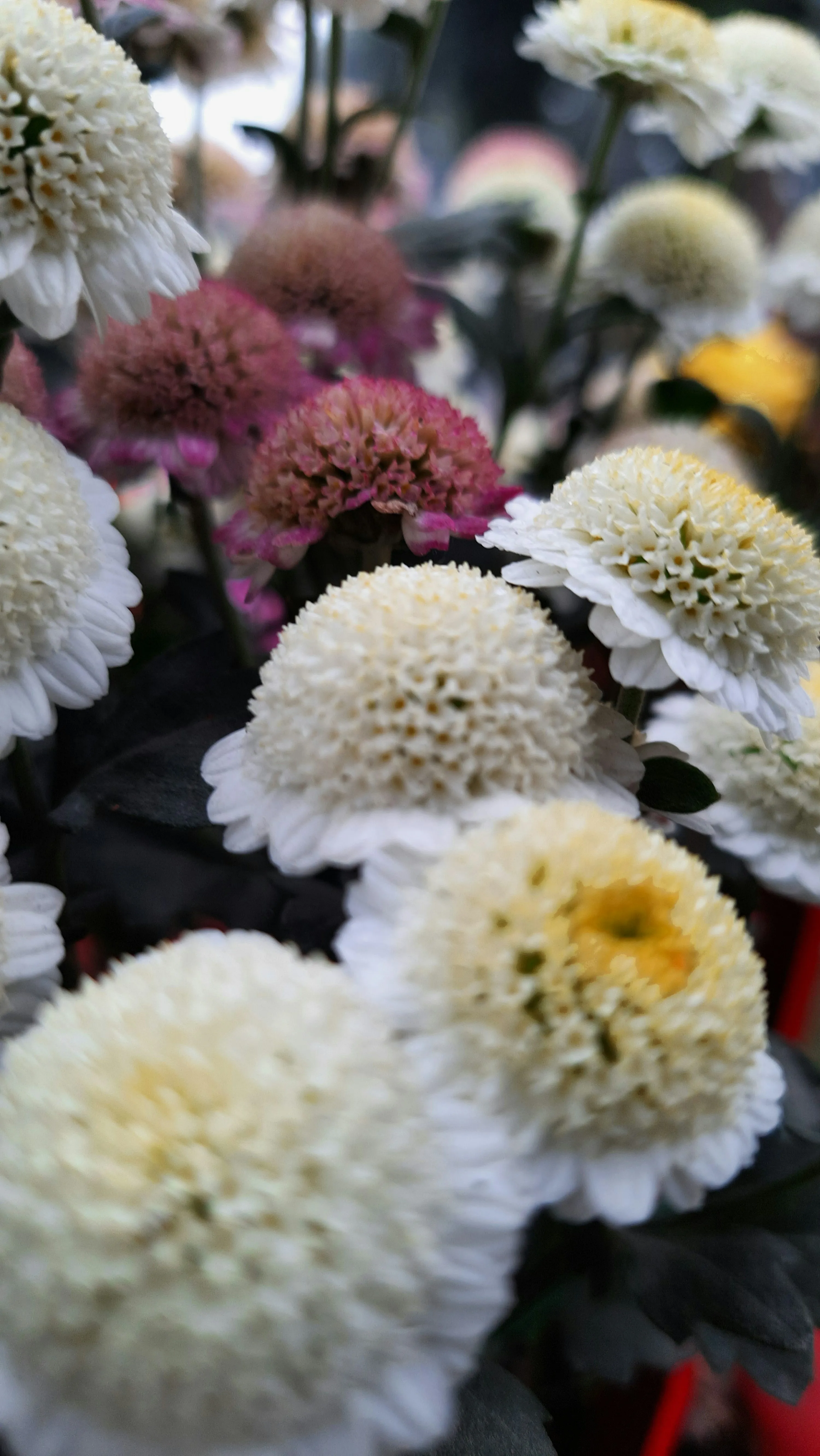Bunch of White Chrysanthemums in Bright Light Wallpaper
