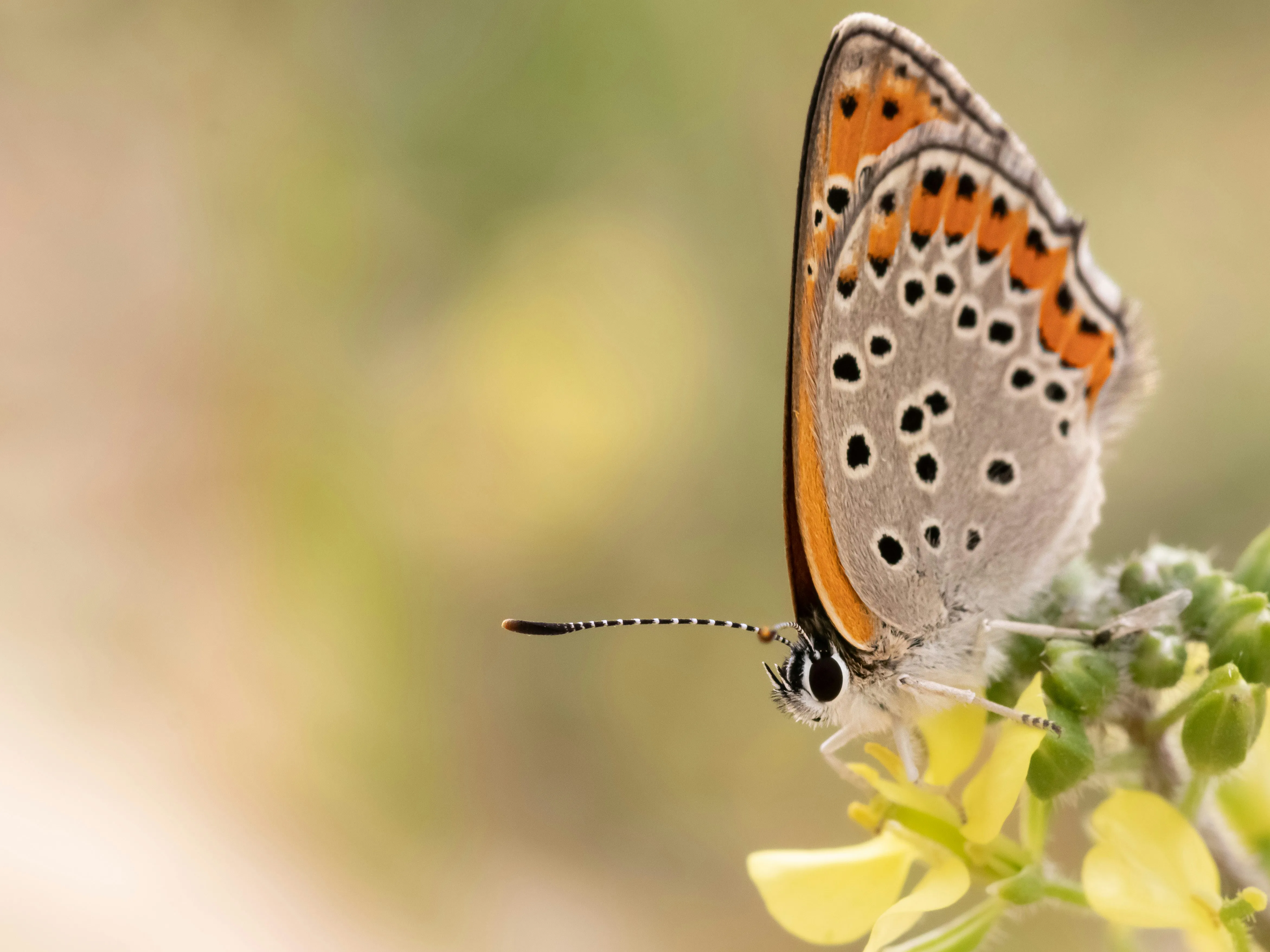 Butterfly on Flower Symbolizing Pure Gentle Love Wallpaper