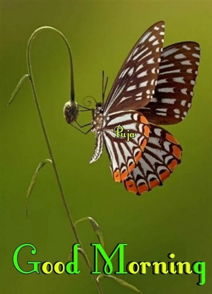 Butterfly on Green Leaf with Beautiful Morning Quote