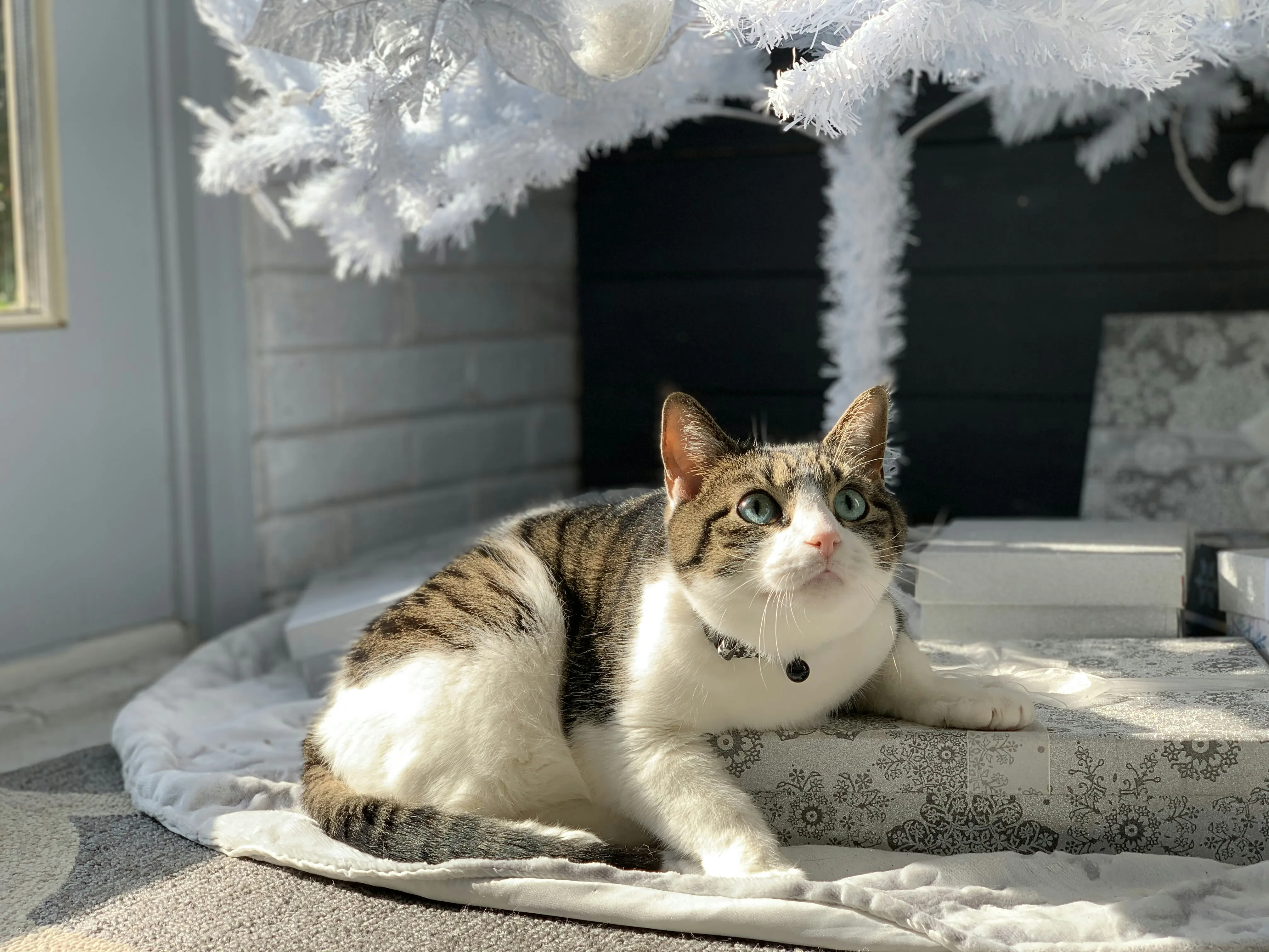 Calm Cat Sitting on Couch under Gentle Light Wallpaper