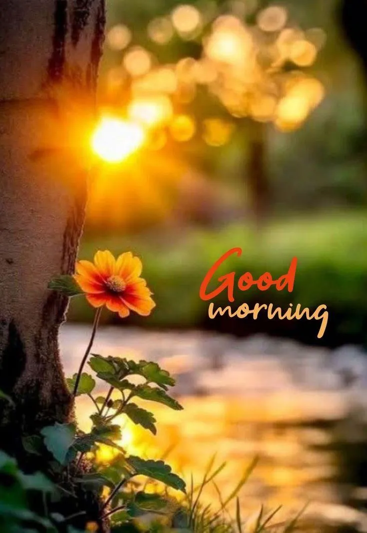 Candle and Flower Glowing Warmly in Morning Light Image